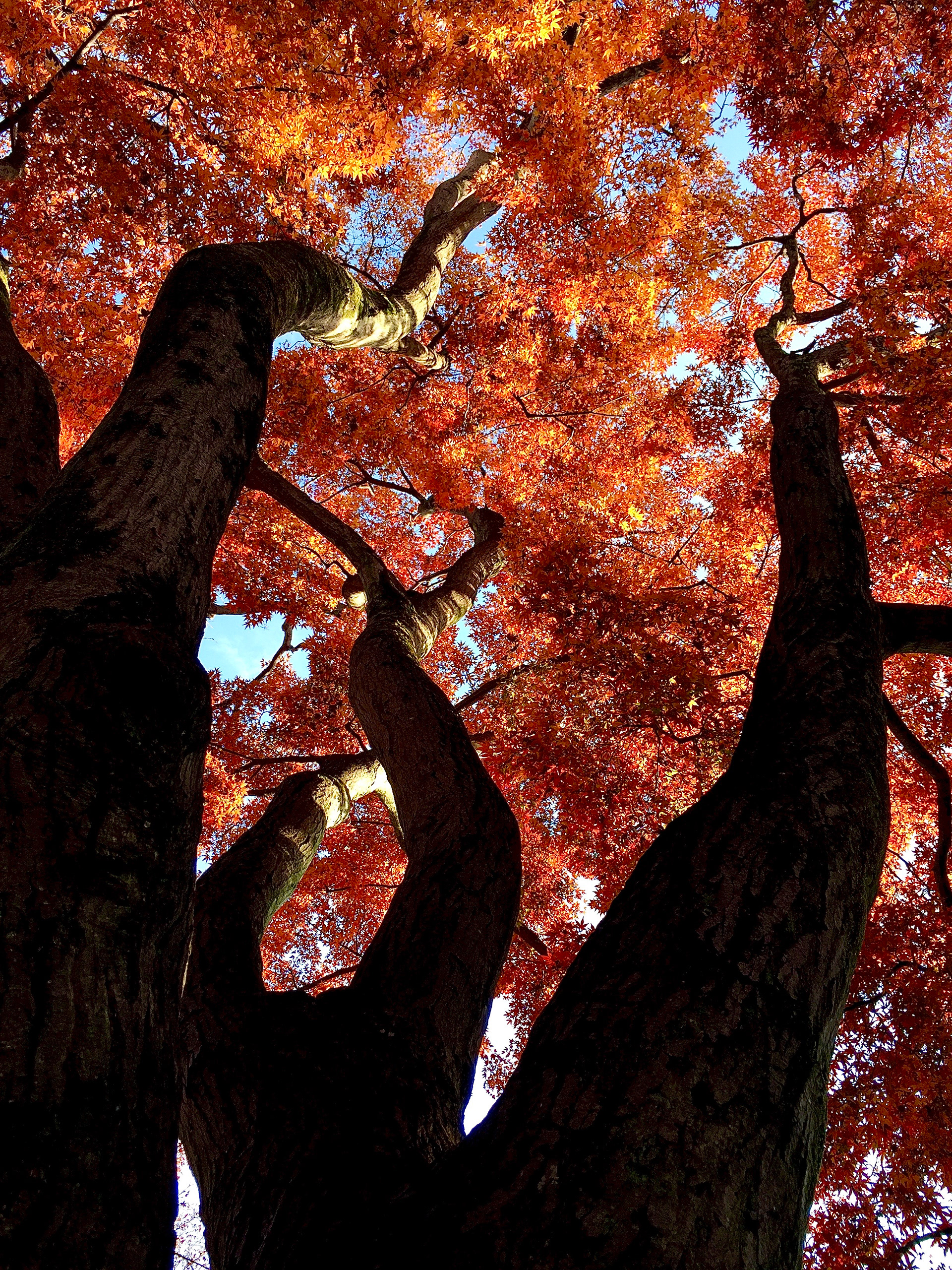 Momijiyama Park