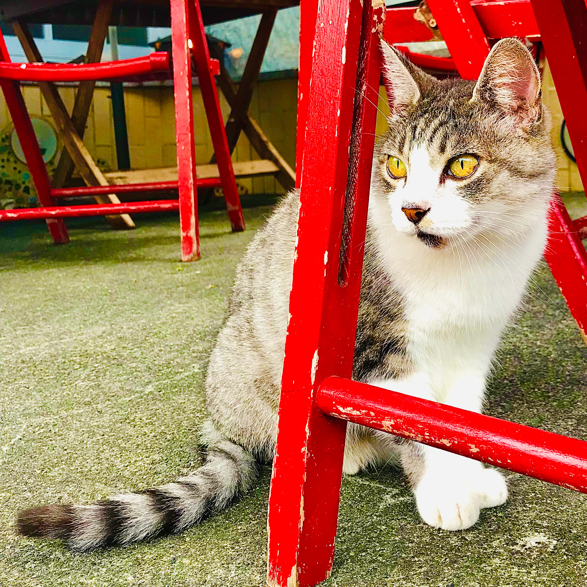 Shimoda cat