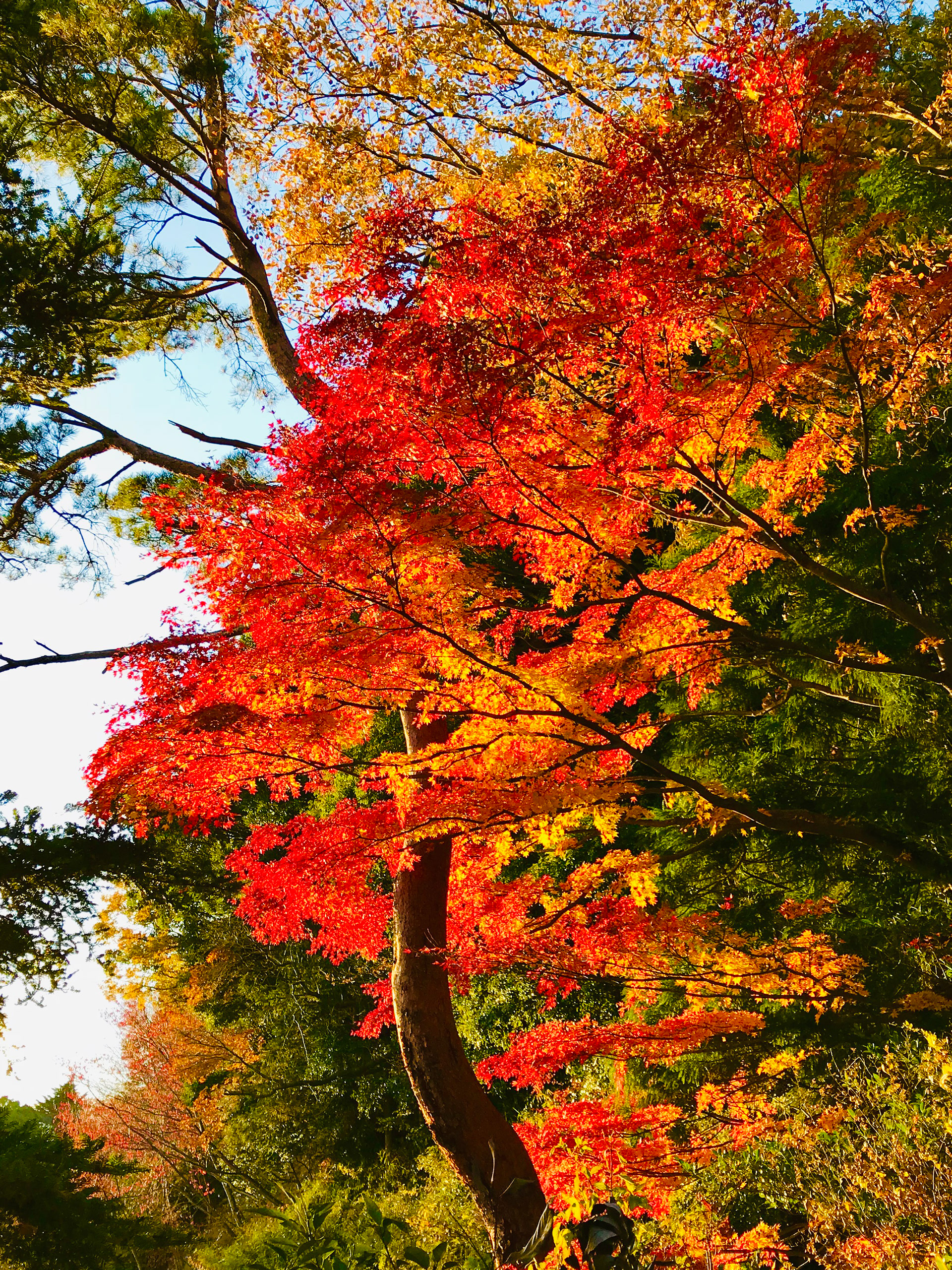 Mt. Takao