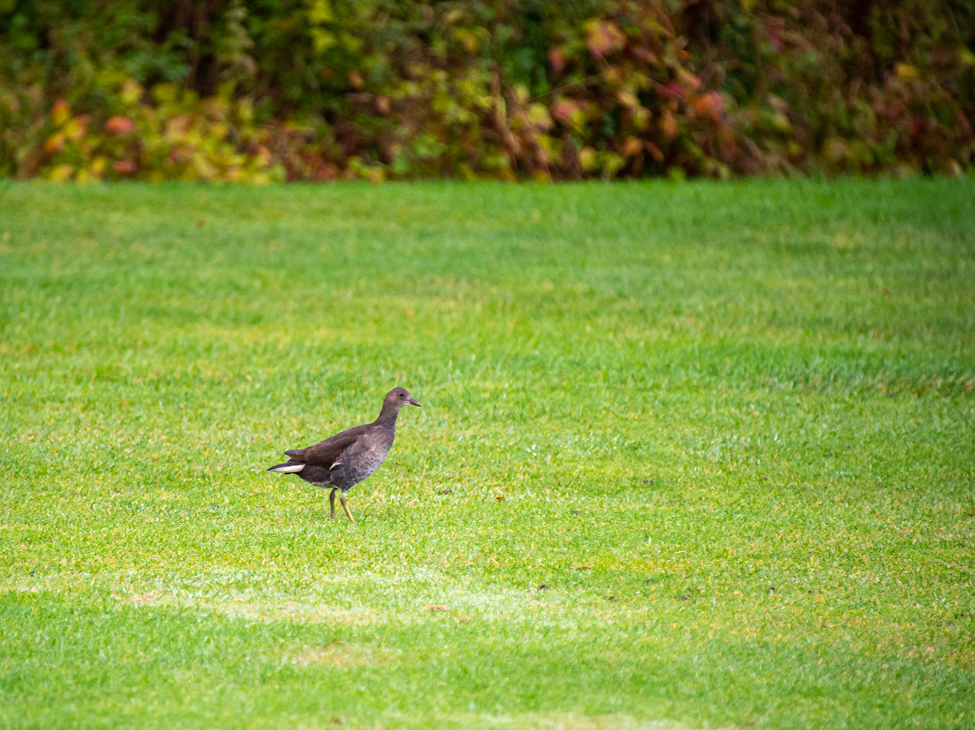Ung grønbenet rørhøne - 2. hul Holluf Park
