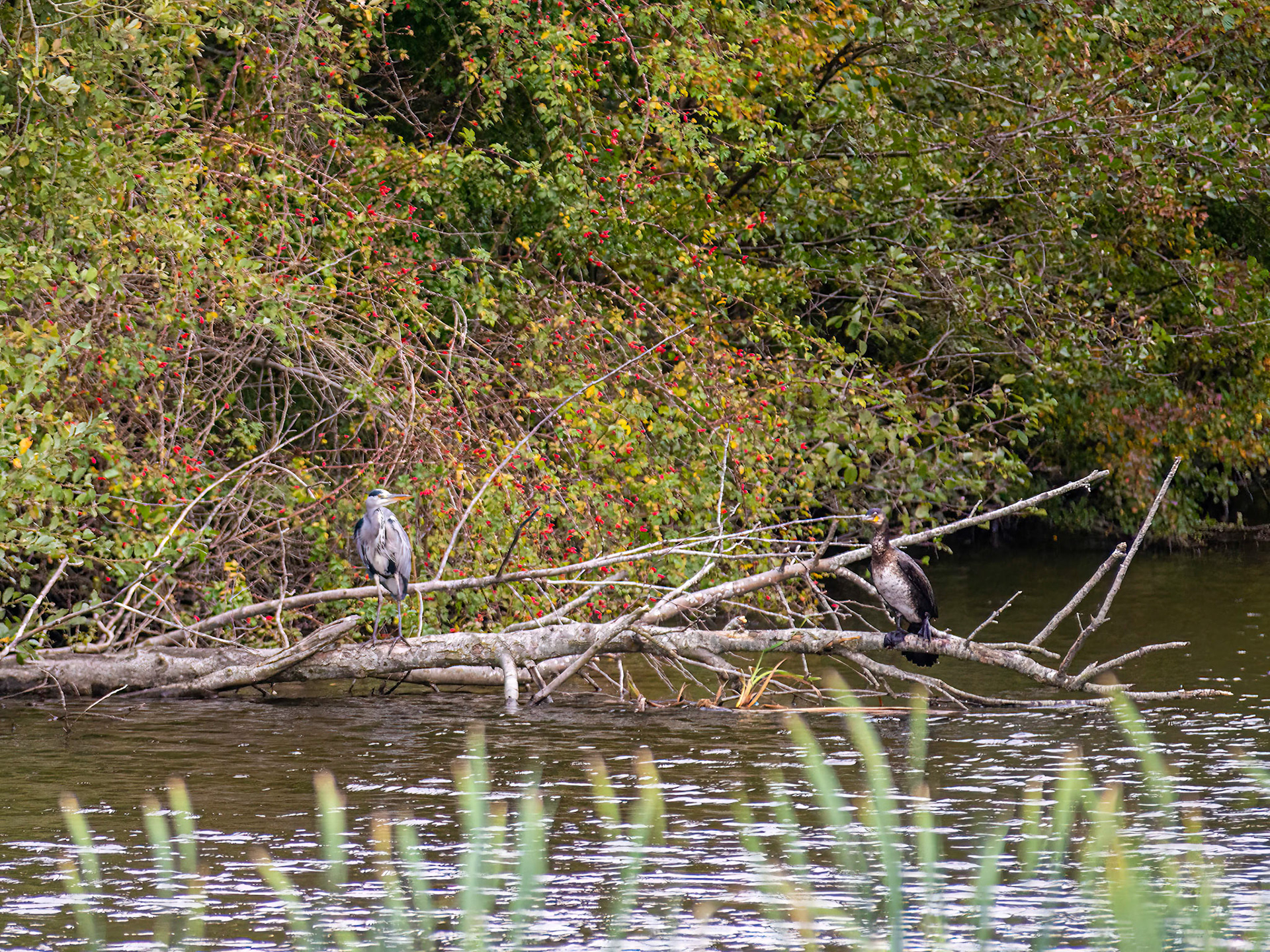 Fiskehejre og skarv - 4. hul Holluf Park