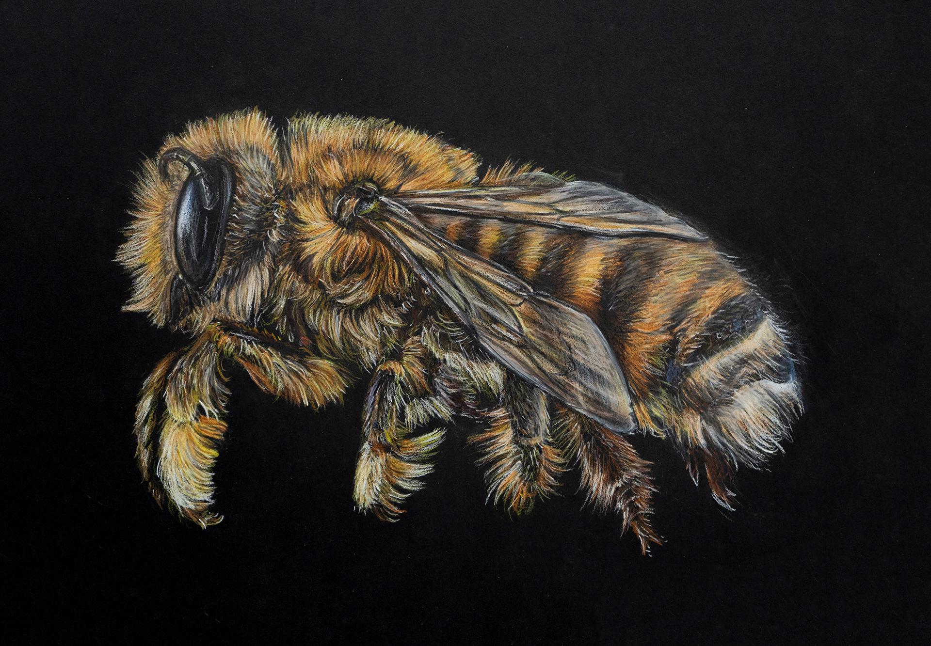 Kelly Stanford Science Communicator and Artist Hyper realistic