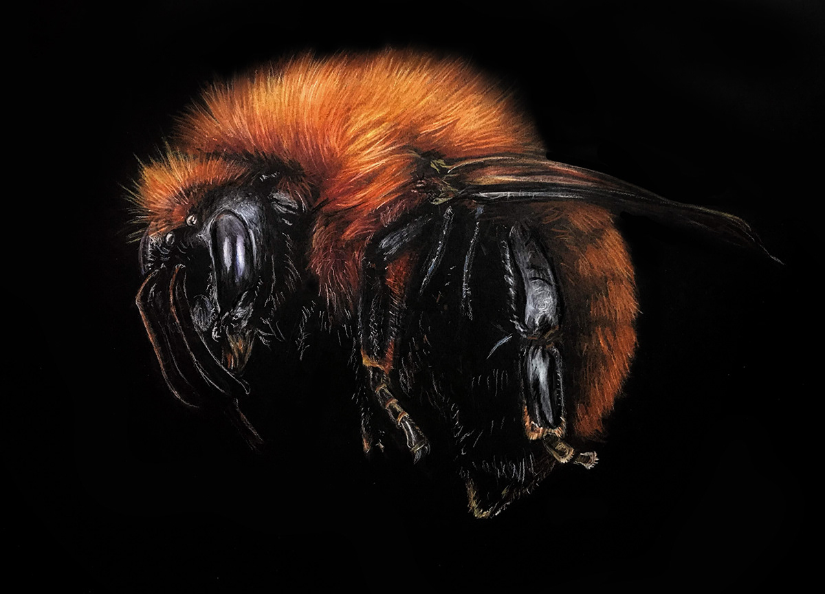 Kelly Stanford - Science Communicator and Artist - Hyper realistic ...