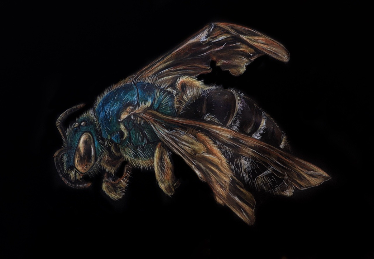 Kelly Stanford - Science Communicator and Artist - Hyper realistic ...