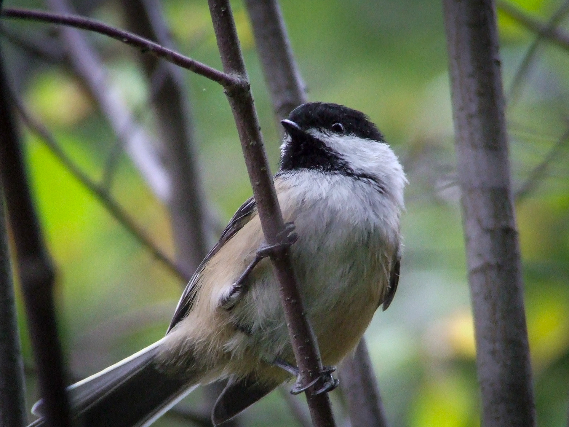 Mésange à tête noire