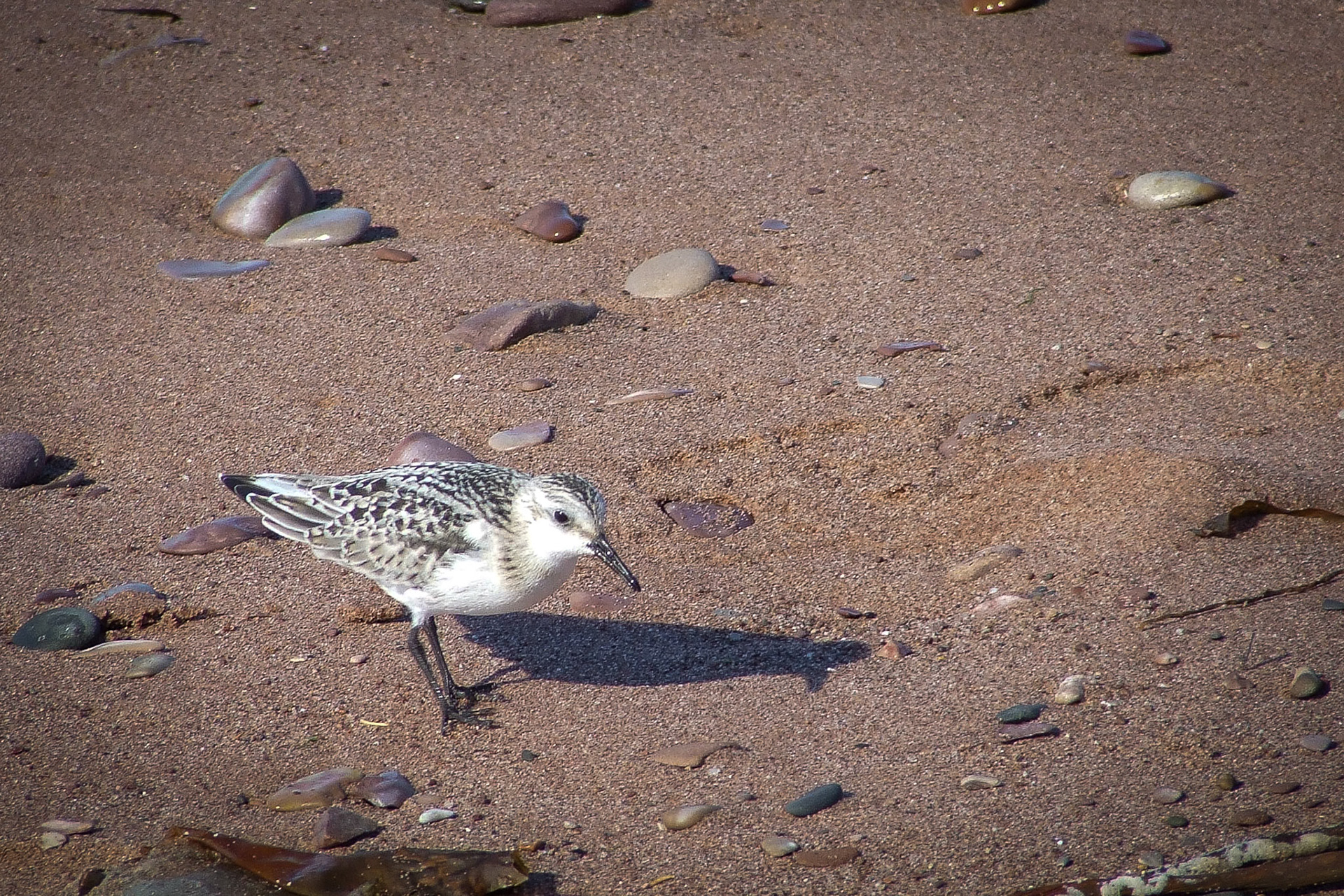 Bécasseau semipalmé