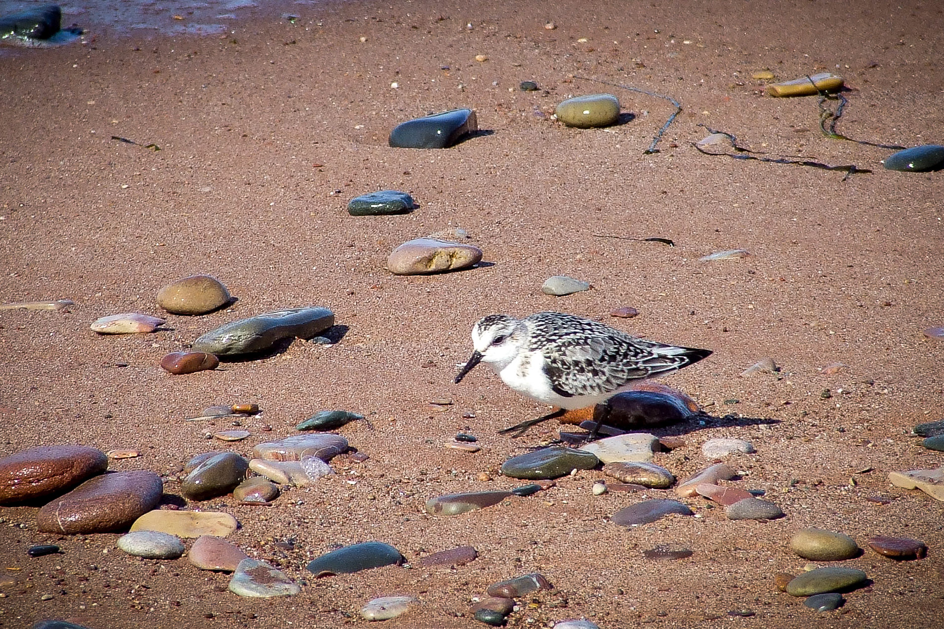 Bécasseau semipalmé