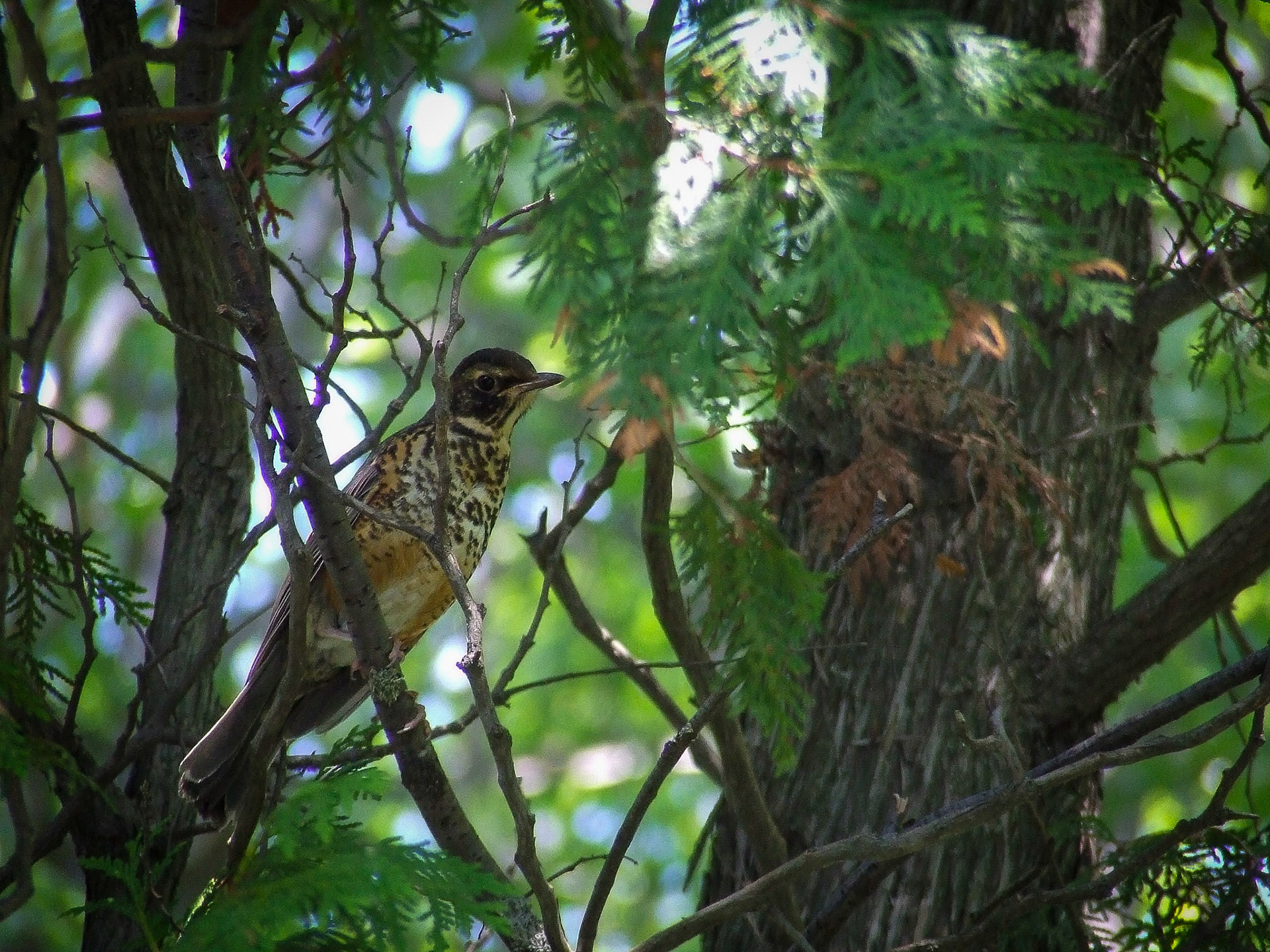 Merle d'Amérique juvénile