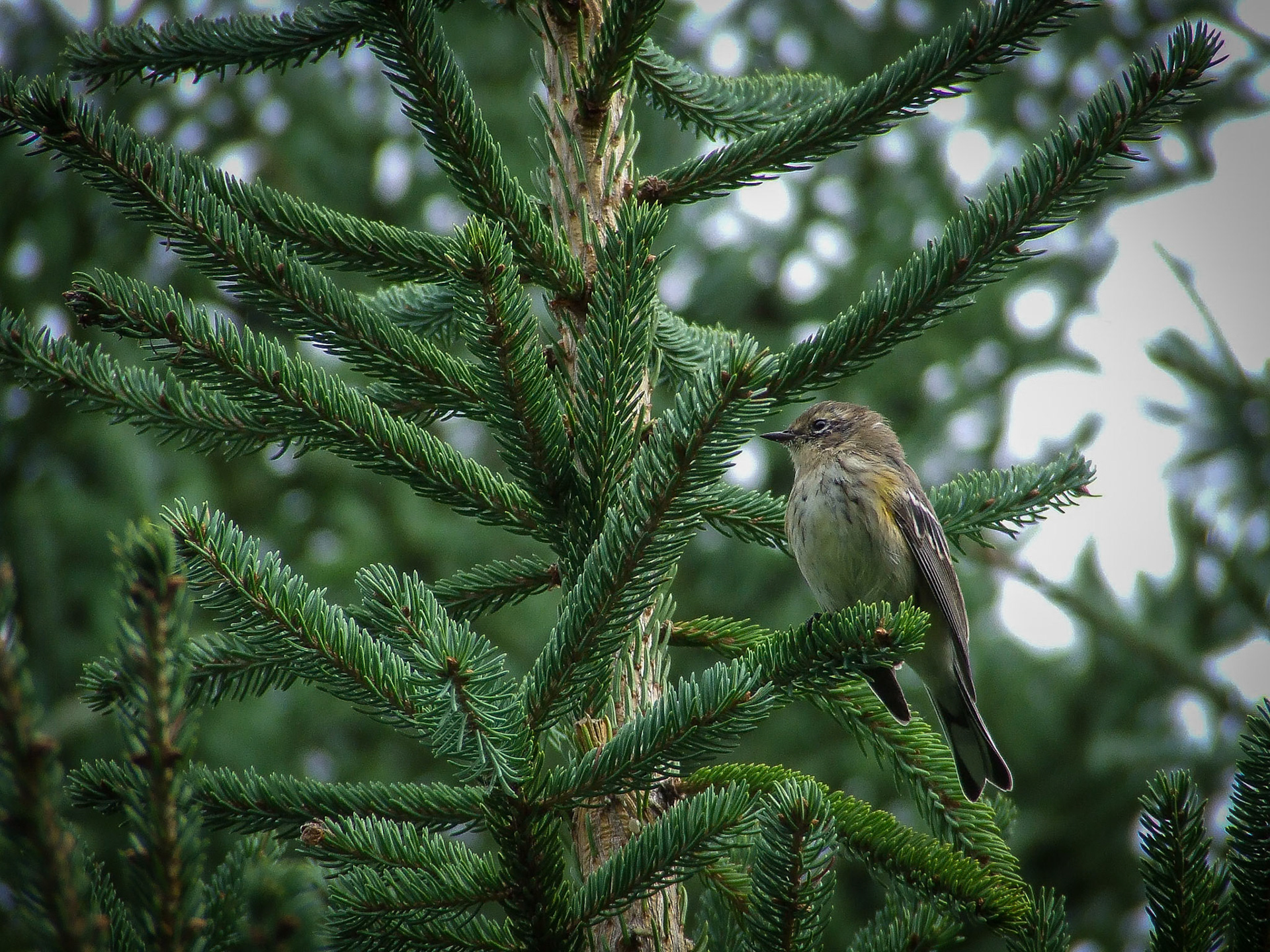 Paruline à croupion jaune