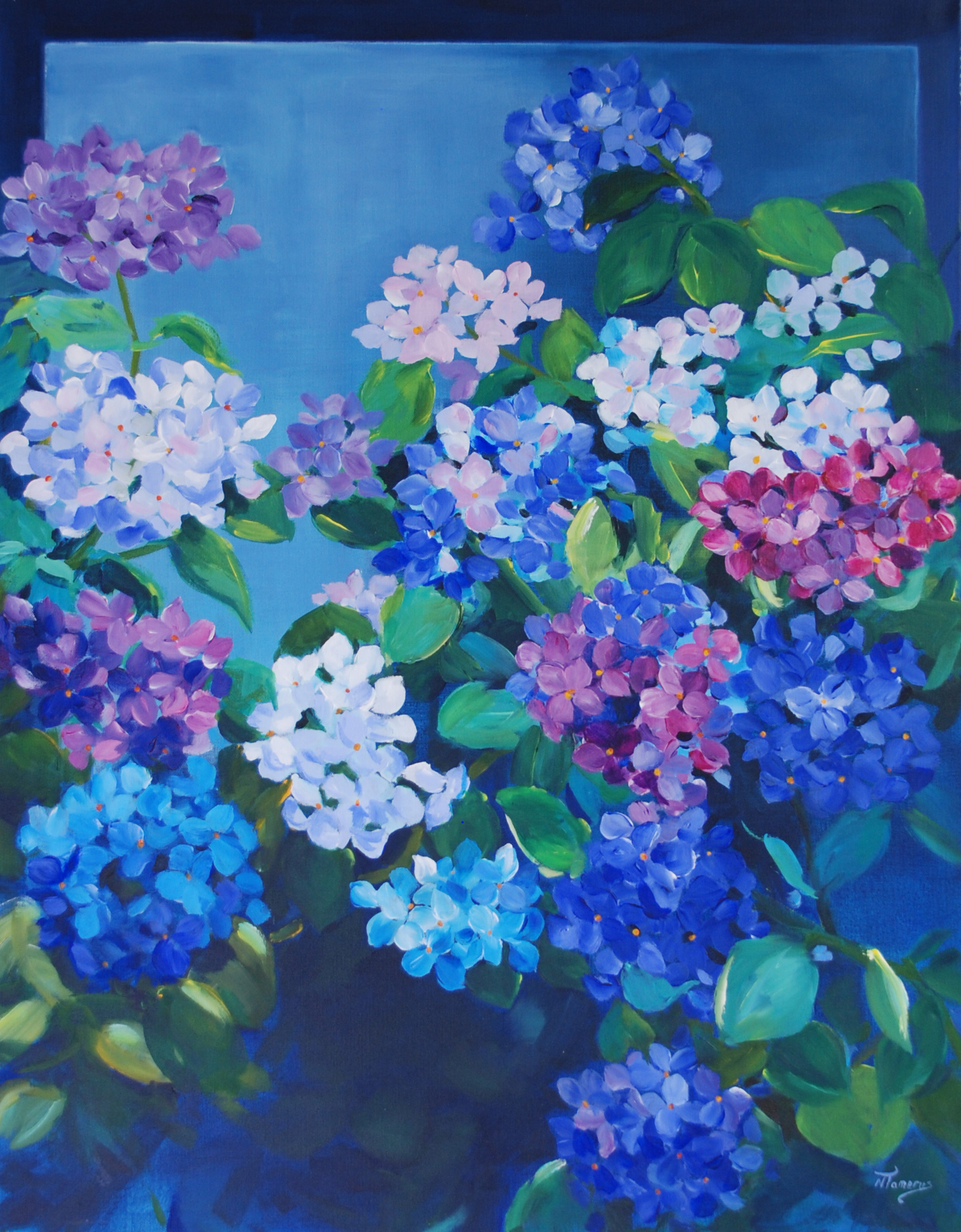hortensia (verkocht)
