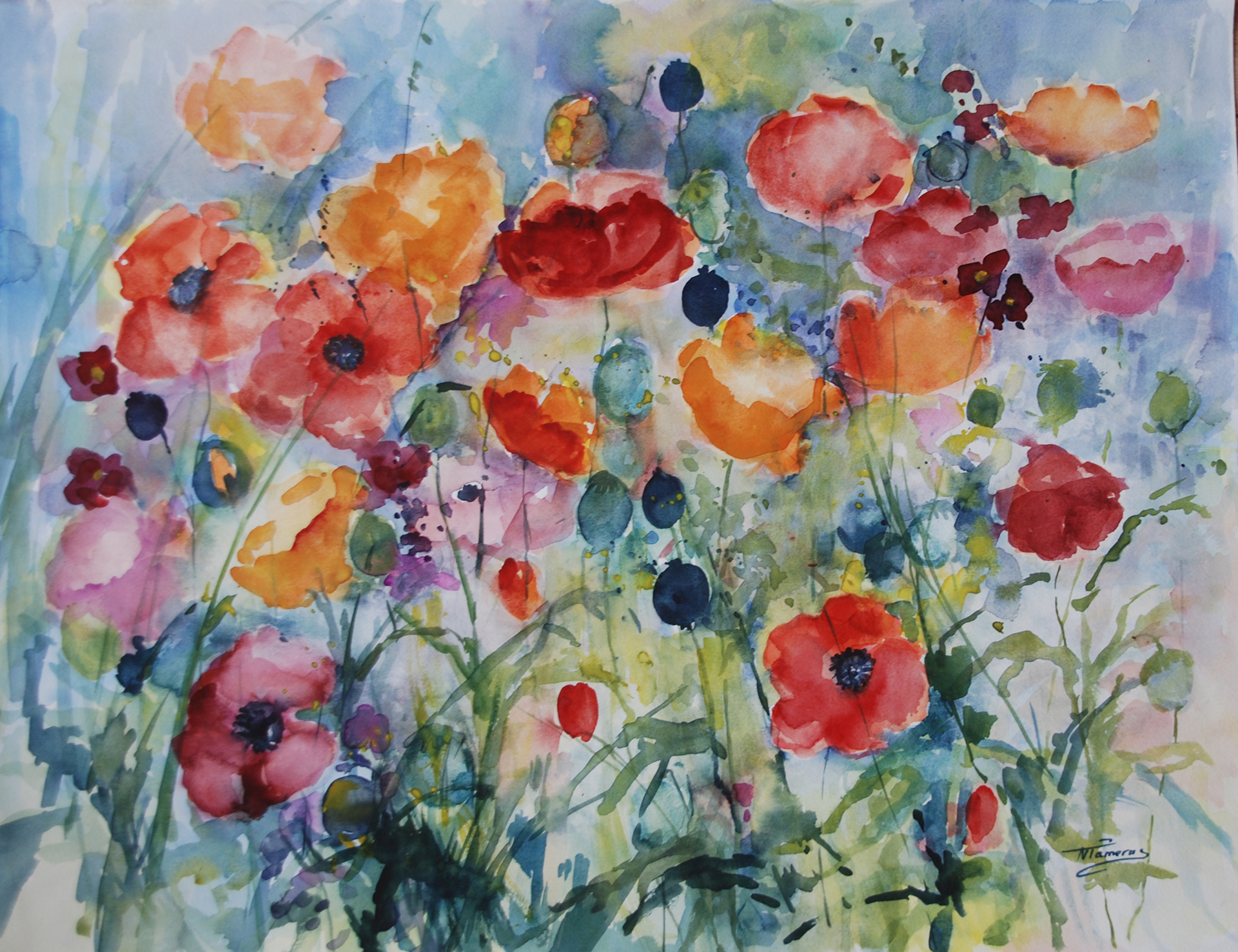 veelkleurig veld klaprozen