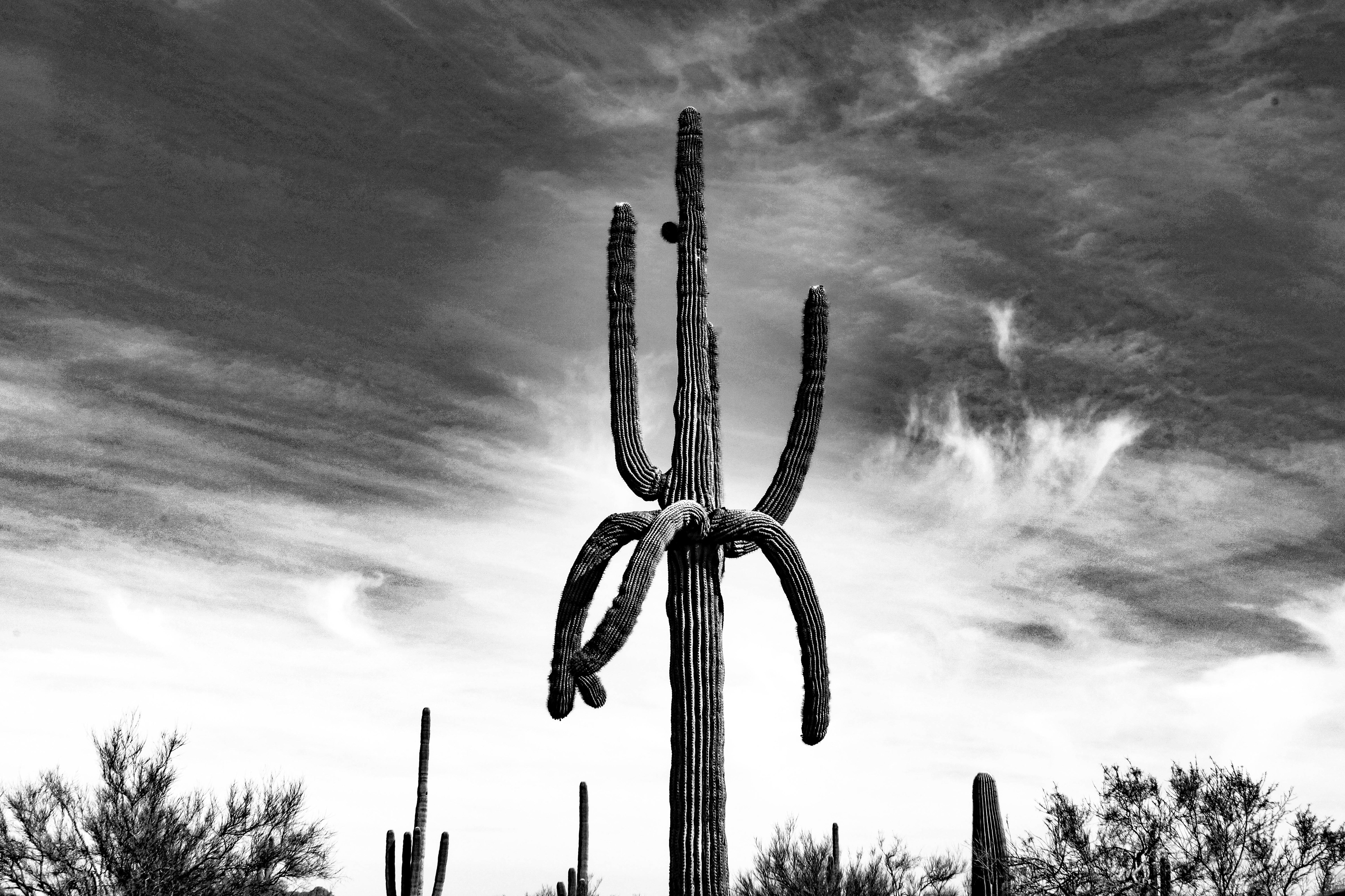 Phoenix, AZ