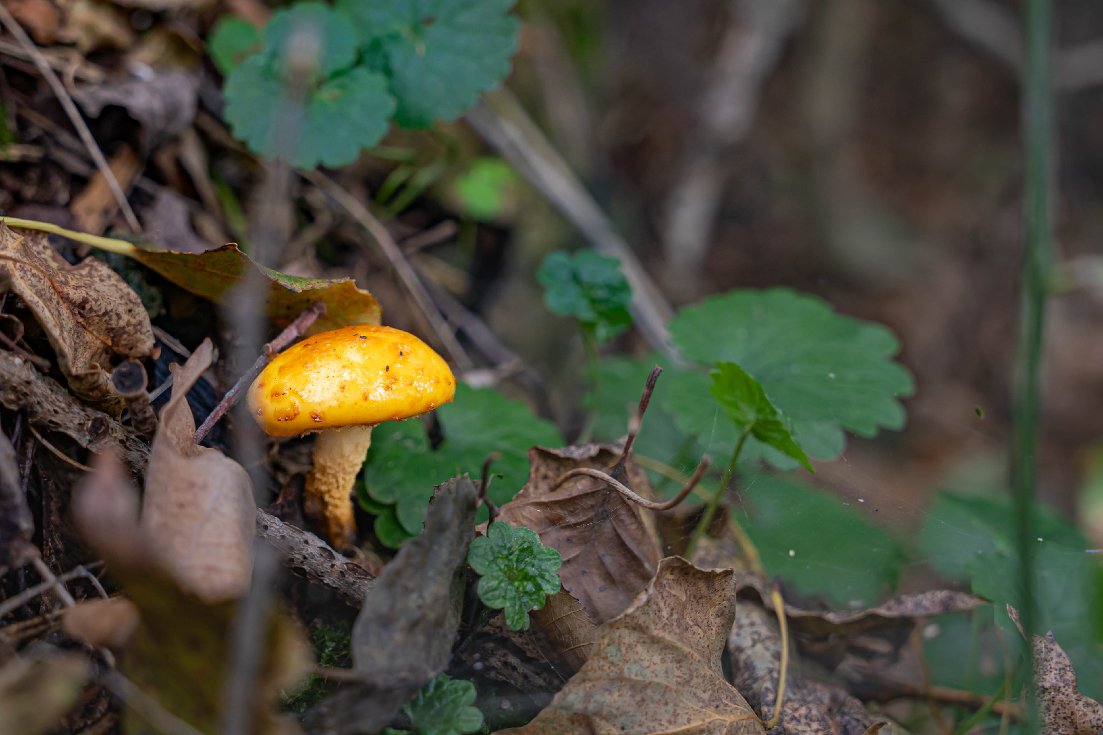 Każdej jesieni wybieraliśmy się rodzinnie do lasu na grzyby. Nasza czwóreczka i moja babcia. Tata z babcią znali się na grzybach. Reszta zbierała co popadnie, potem i tak oni dokonywali selekcji i wyrzucali co się nie nadawało. Do dziś pamietam niektóre ścieżki. I jeden zagajnik z wielkim karmnikiem dla saren, który uwielbiałam.