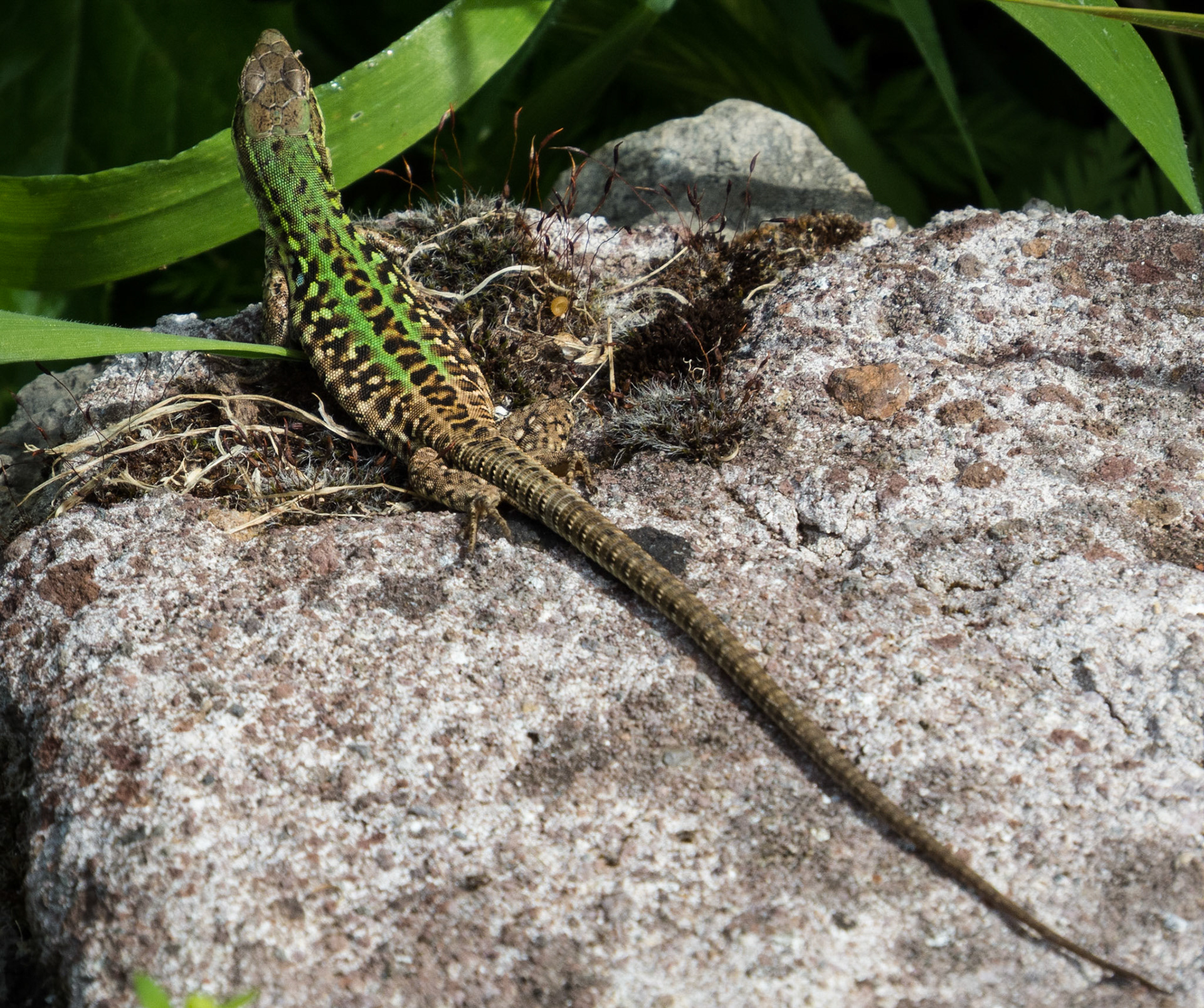 Lizard, Roman Forum and Palatine Hill, Rome, 2013