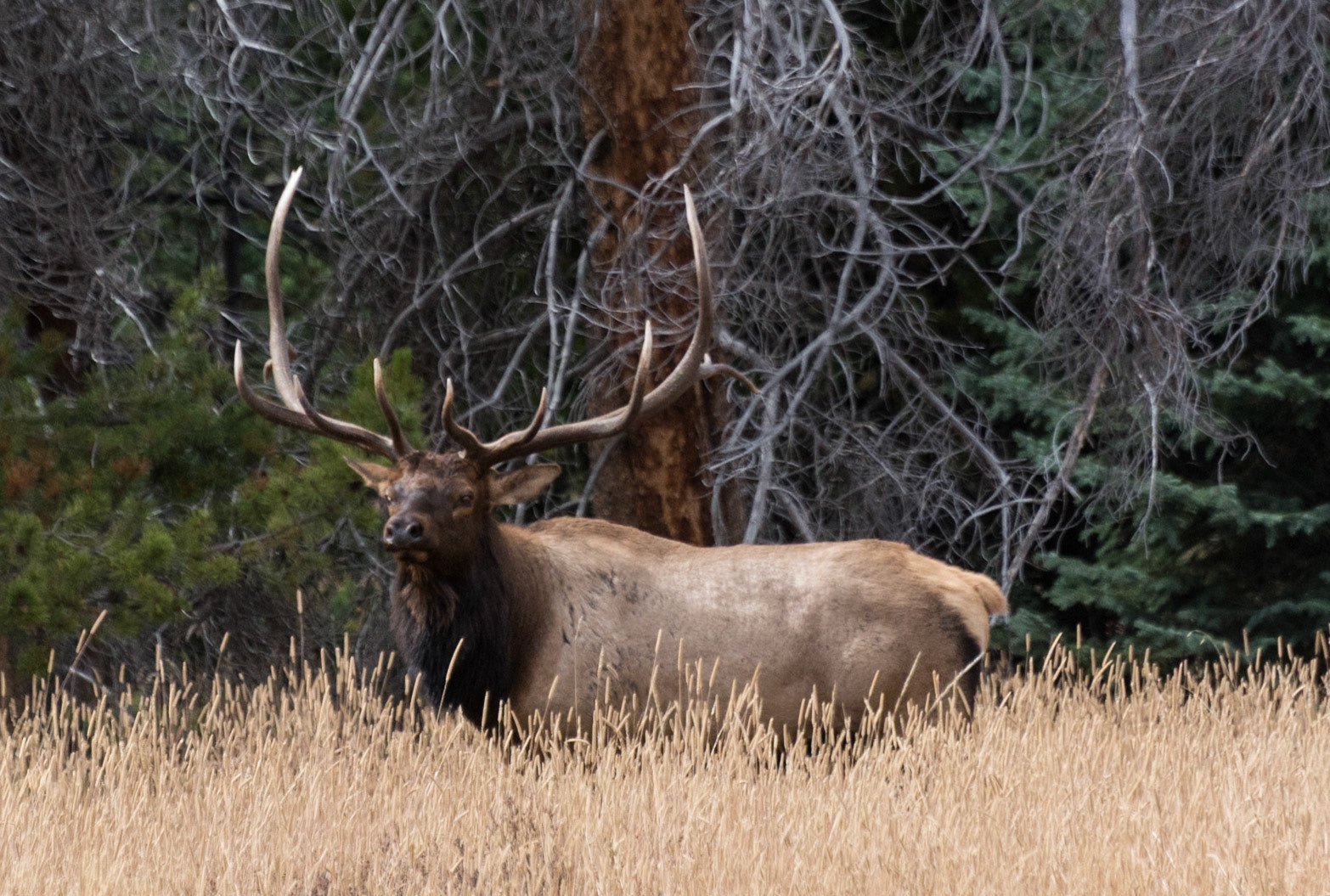 Elk, Rocky Mountain National Park, Colorado, 2015
