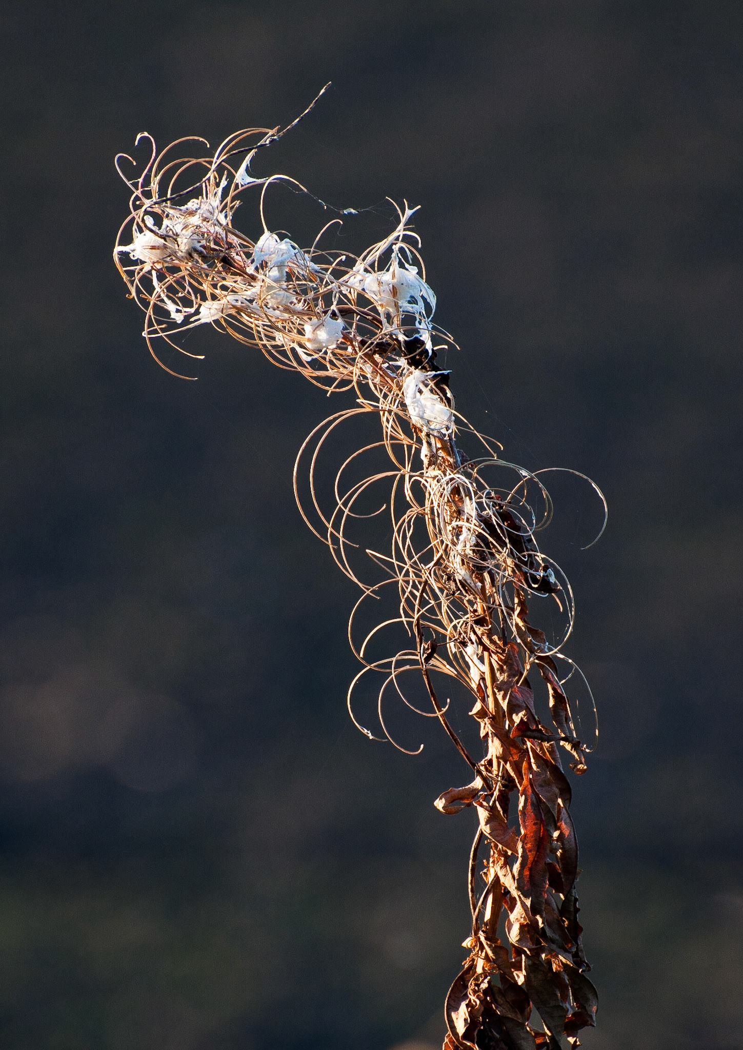 Rosebay Willowherb, Dalkeith to Penicuik Walkway, Bonnyrigg, Midlothian, 2011