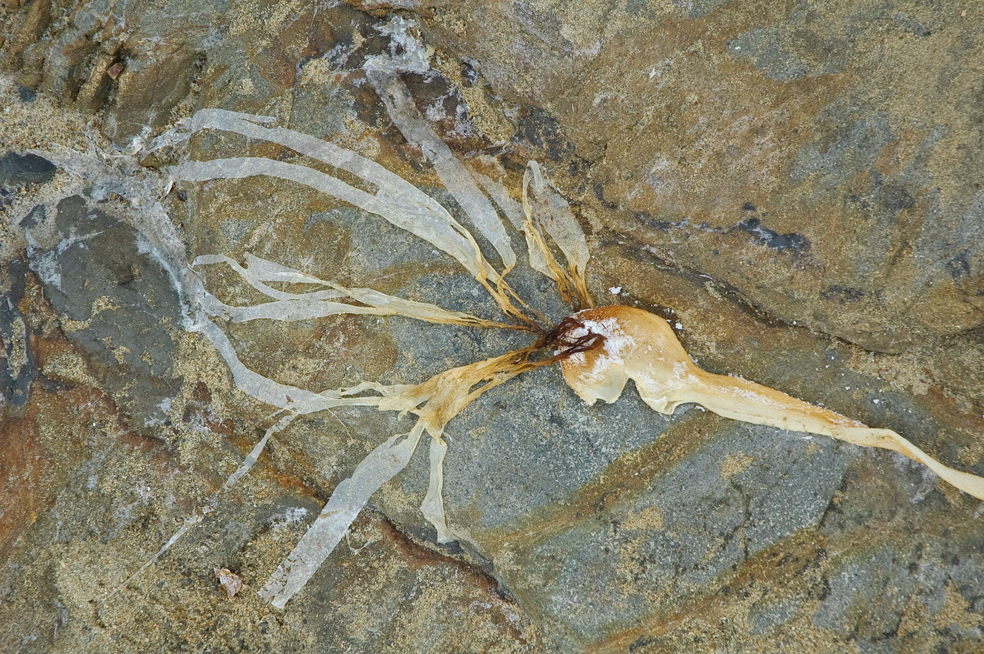 Point Lobos, California, 2008