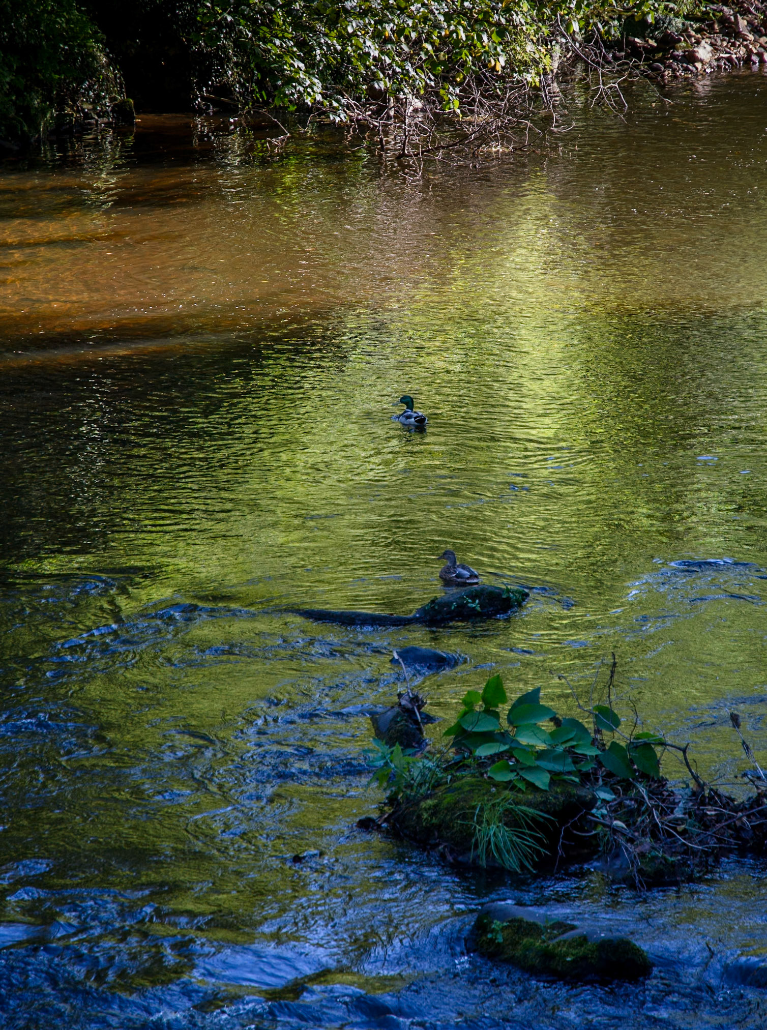 Ducks on the River North Esk at Lasswade, 2021