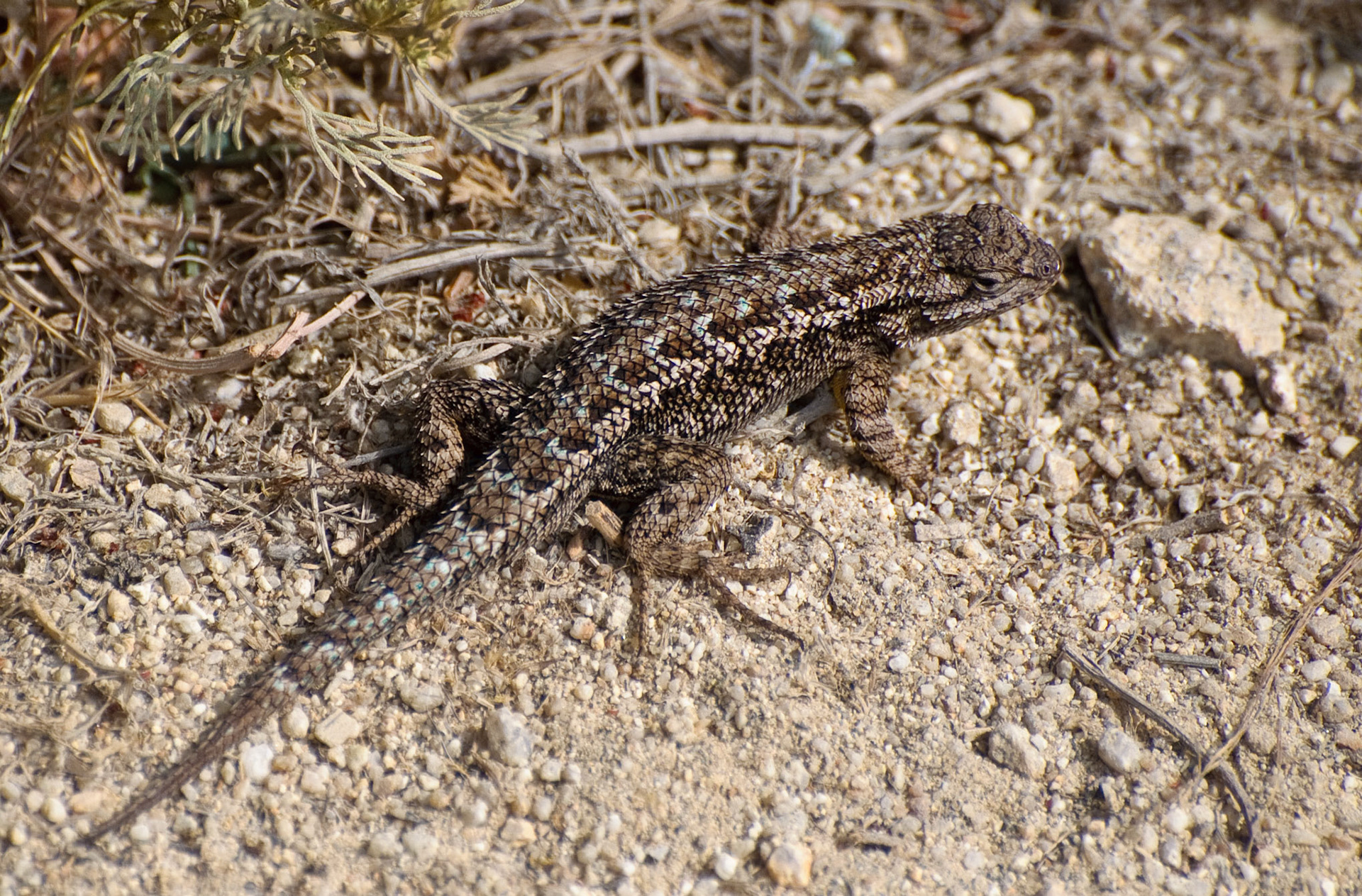 Lizard, Point Lobos, California, 2009