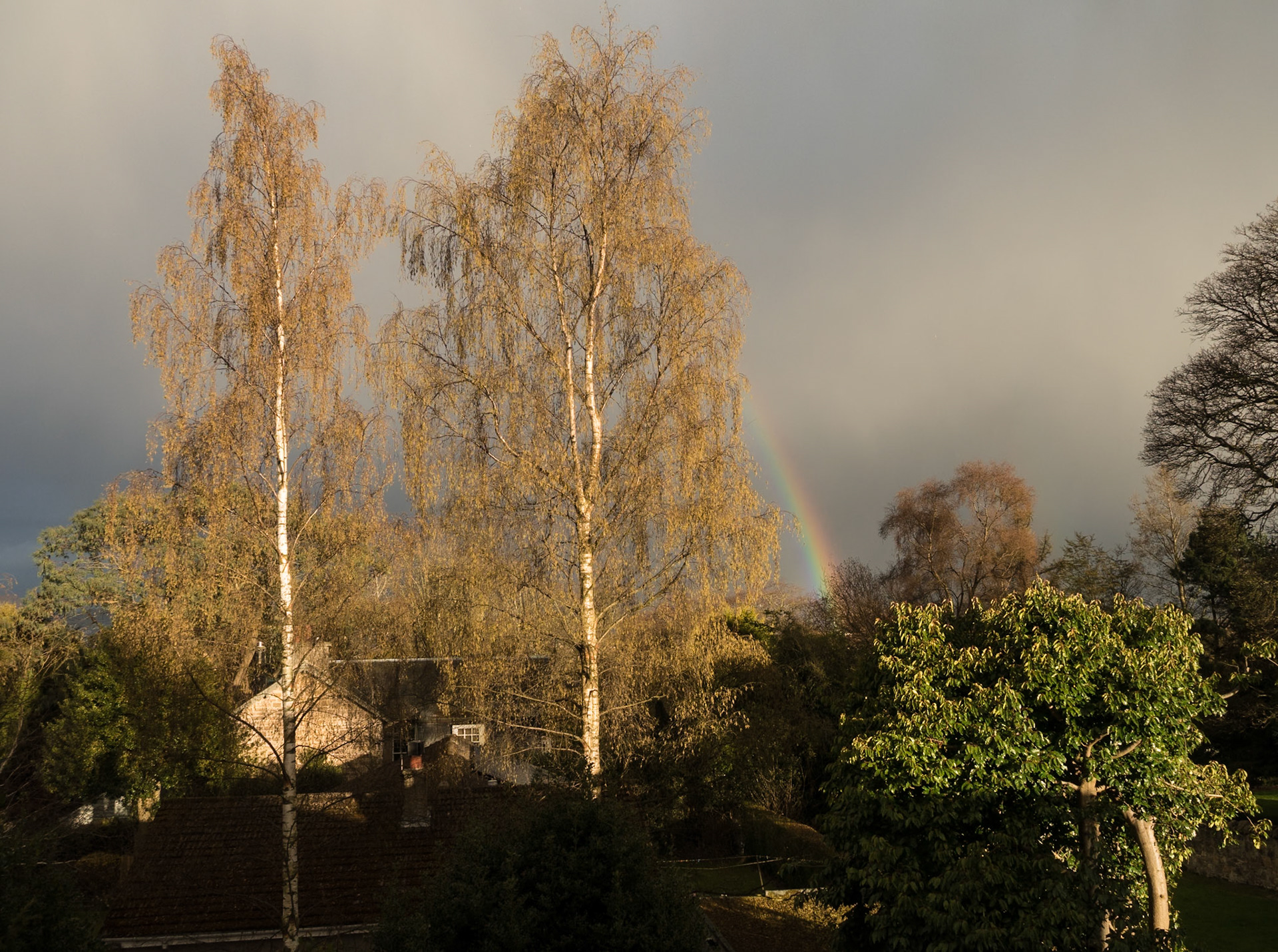 Birch Trees and Rainbow, Broomieknowe, Lasswade, 2016