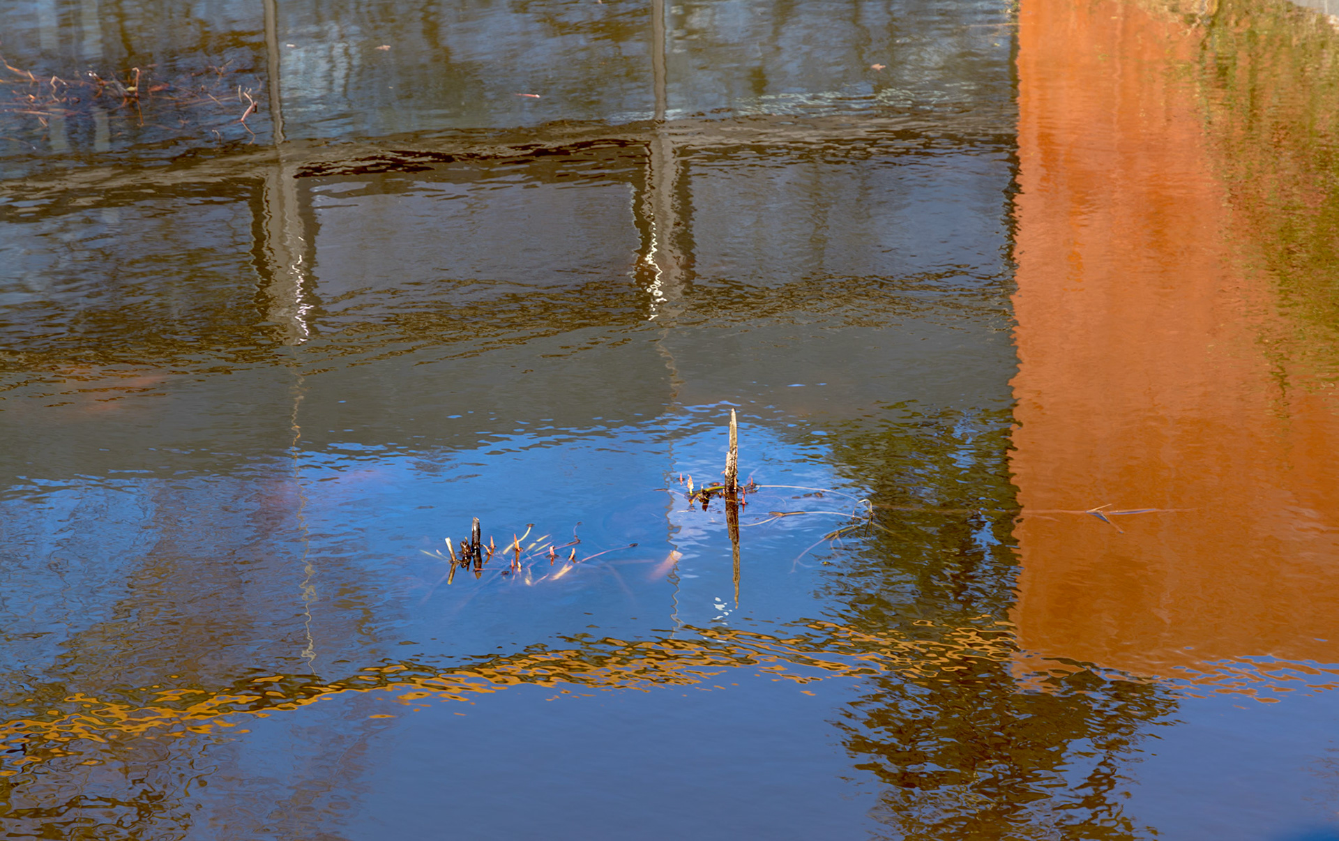 Reflections, Royal Botanic Garden, Edinburgh, 2015