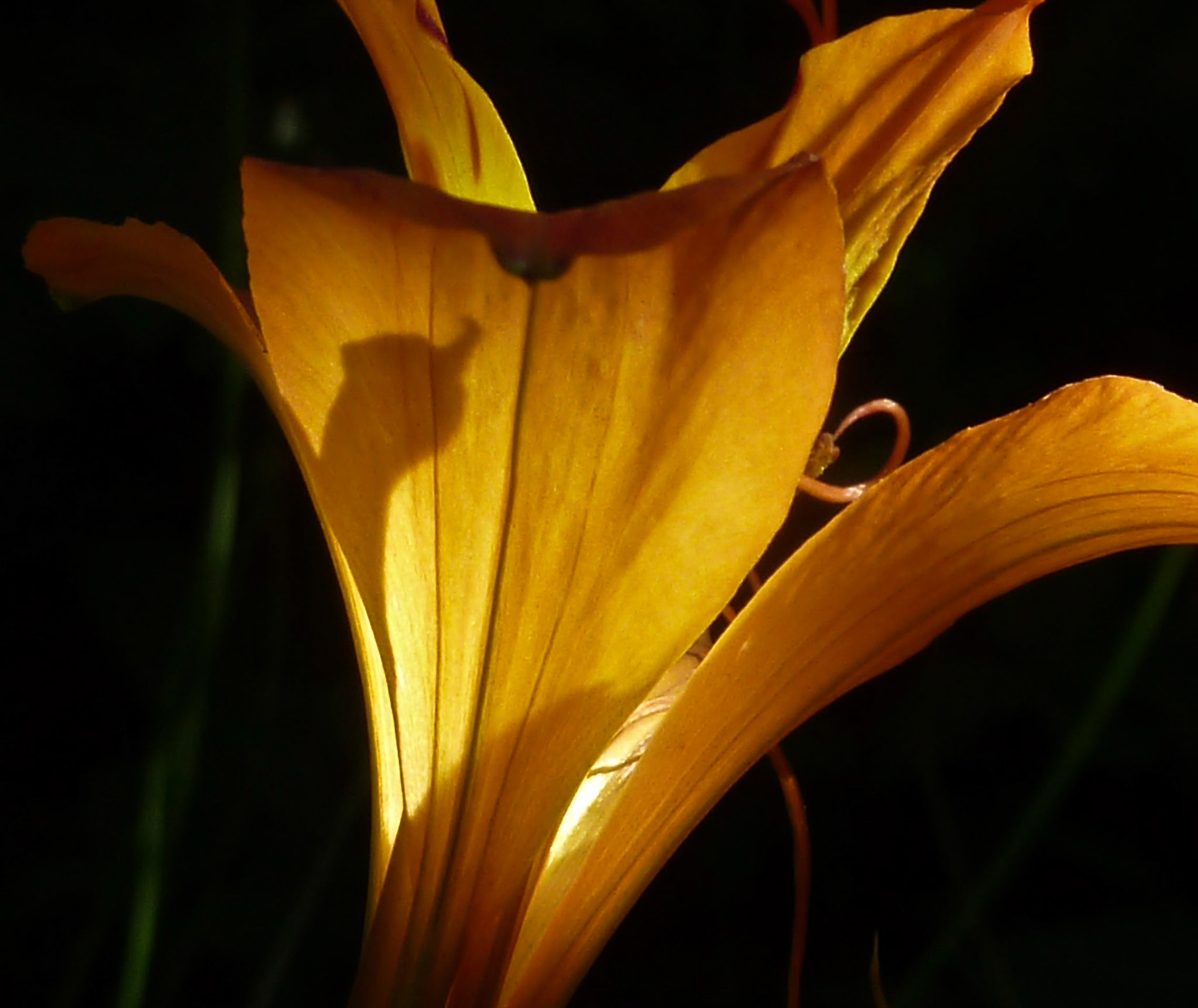 Flower detail, Janebank, Broomieknowe, Lasswade, 2009
