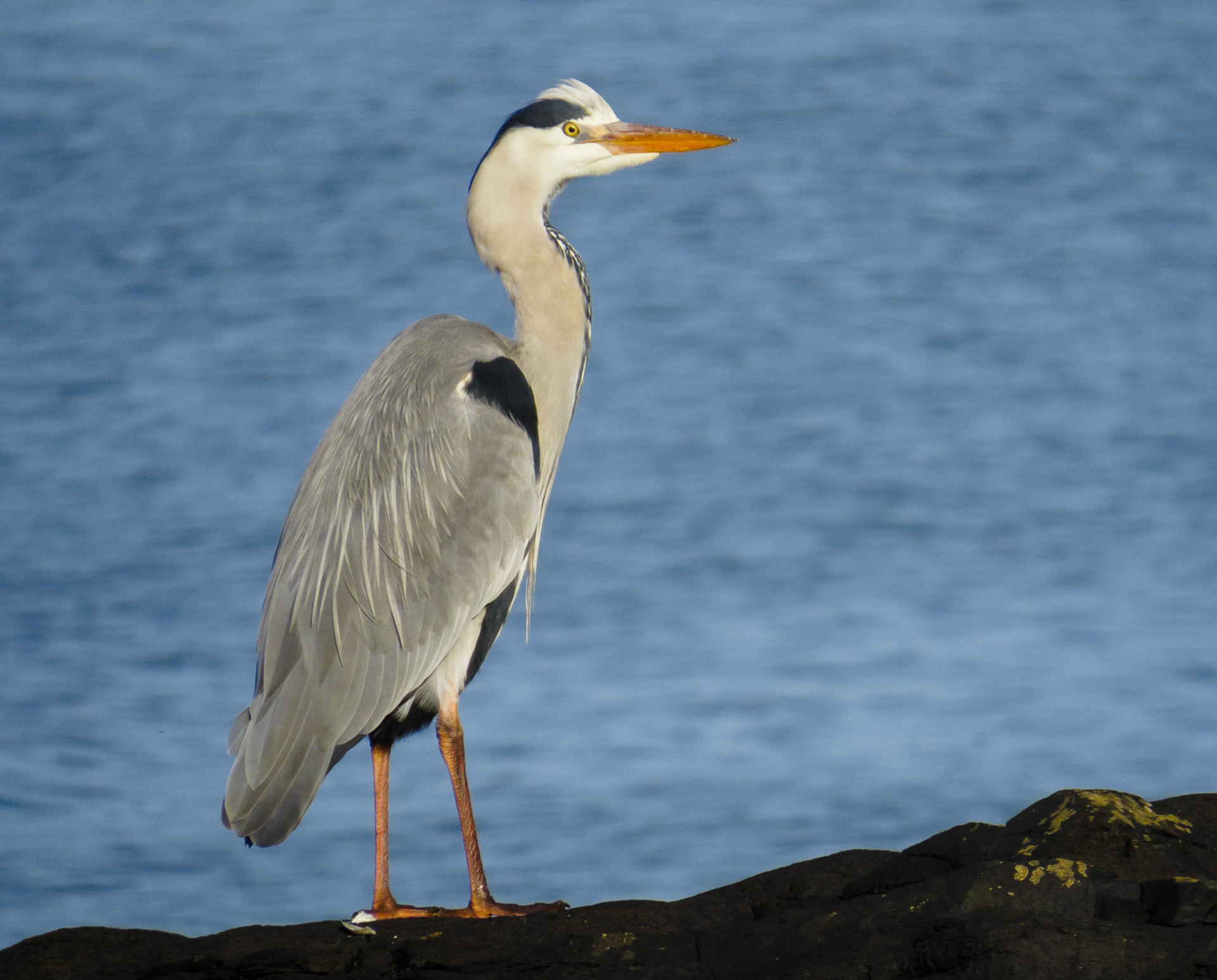Heron, Longniddry Bents, 2023