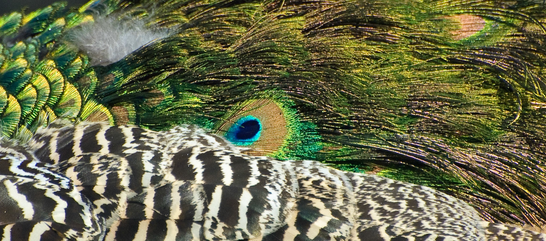 Peacock, Traquair House, Innerleithen, 2008