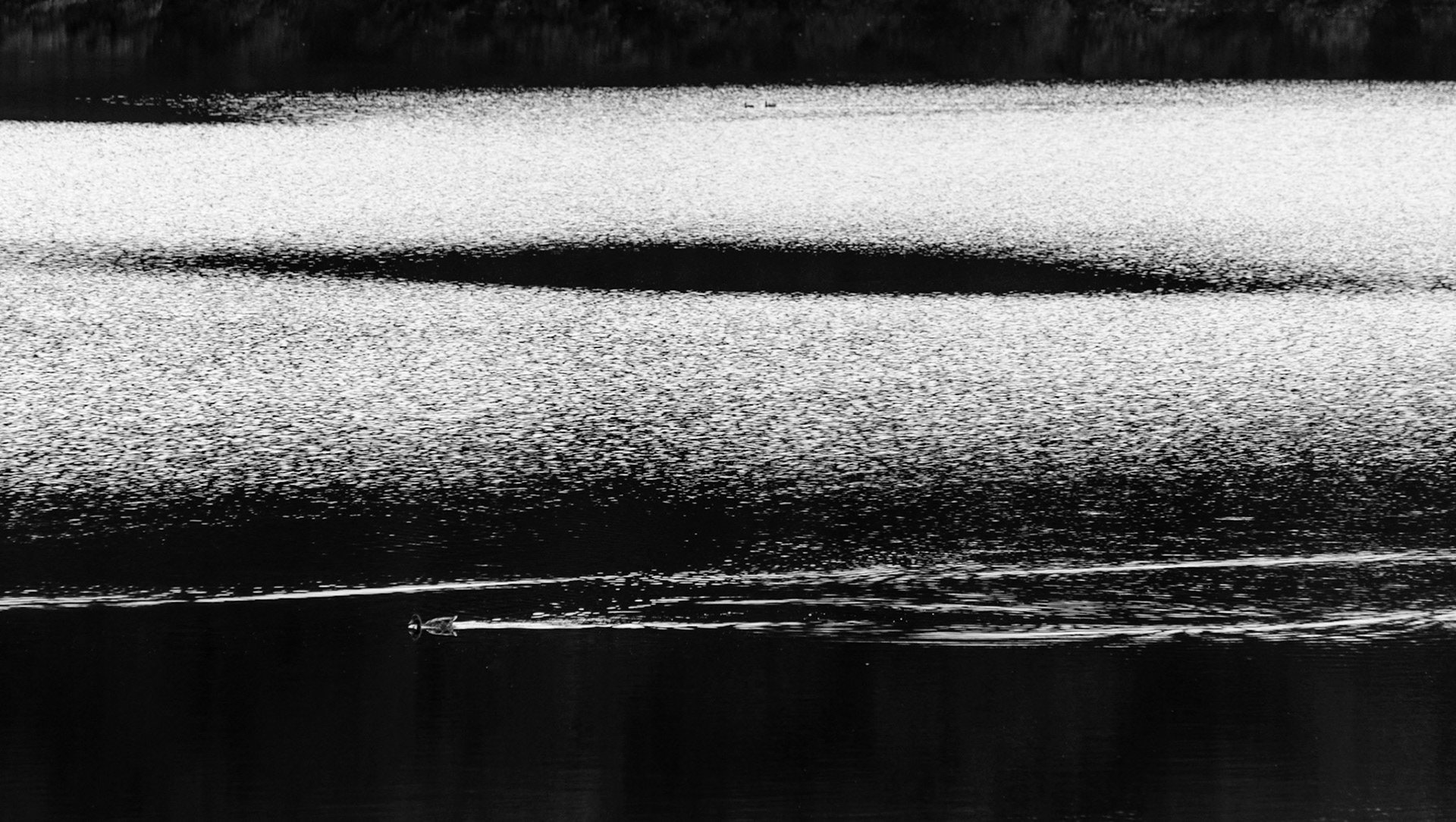 Pitlochry Dam, 2014