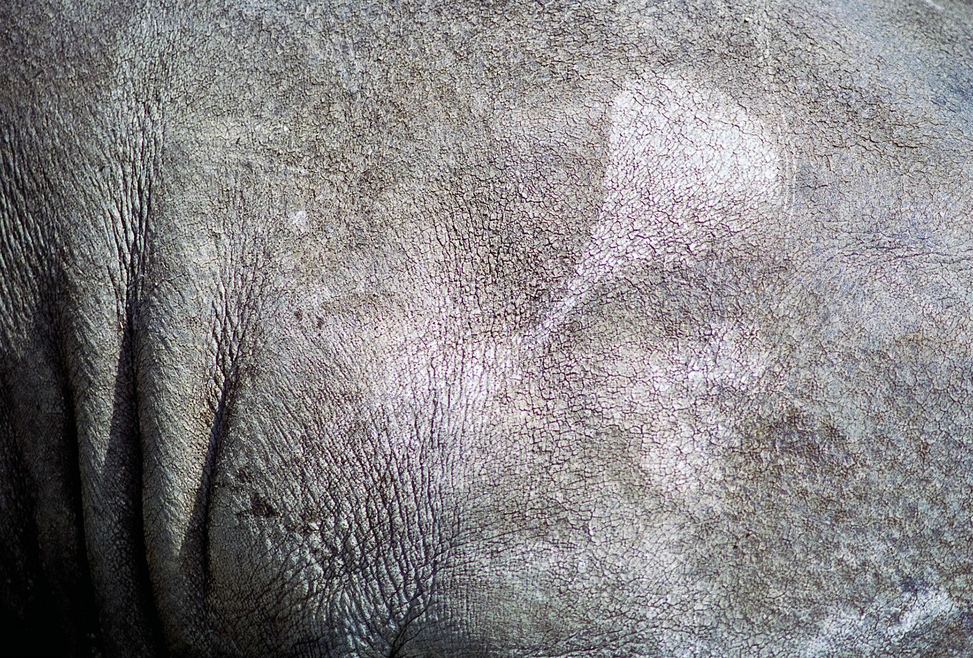 Rhinoceros, Edinburgh Zoo, 1995