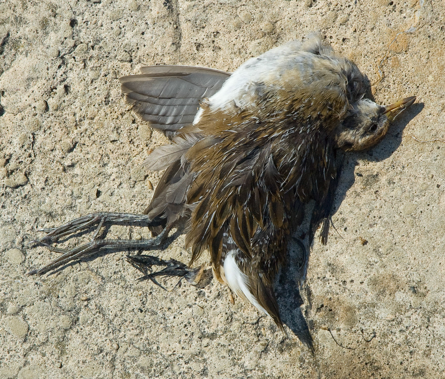 Dead bird, Fort Mott, New Jersey, 2008