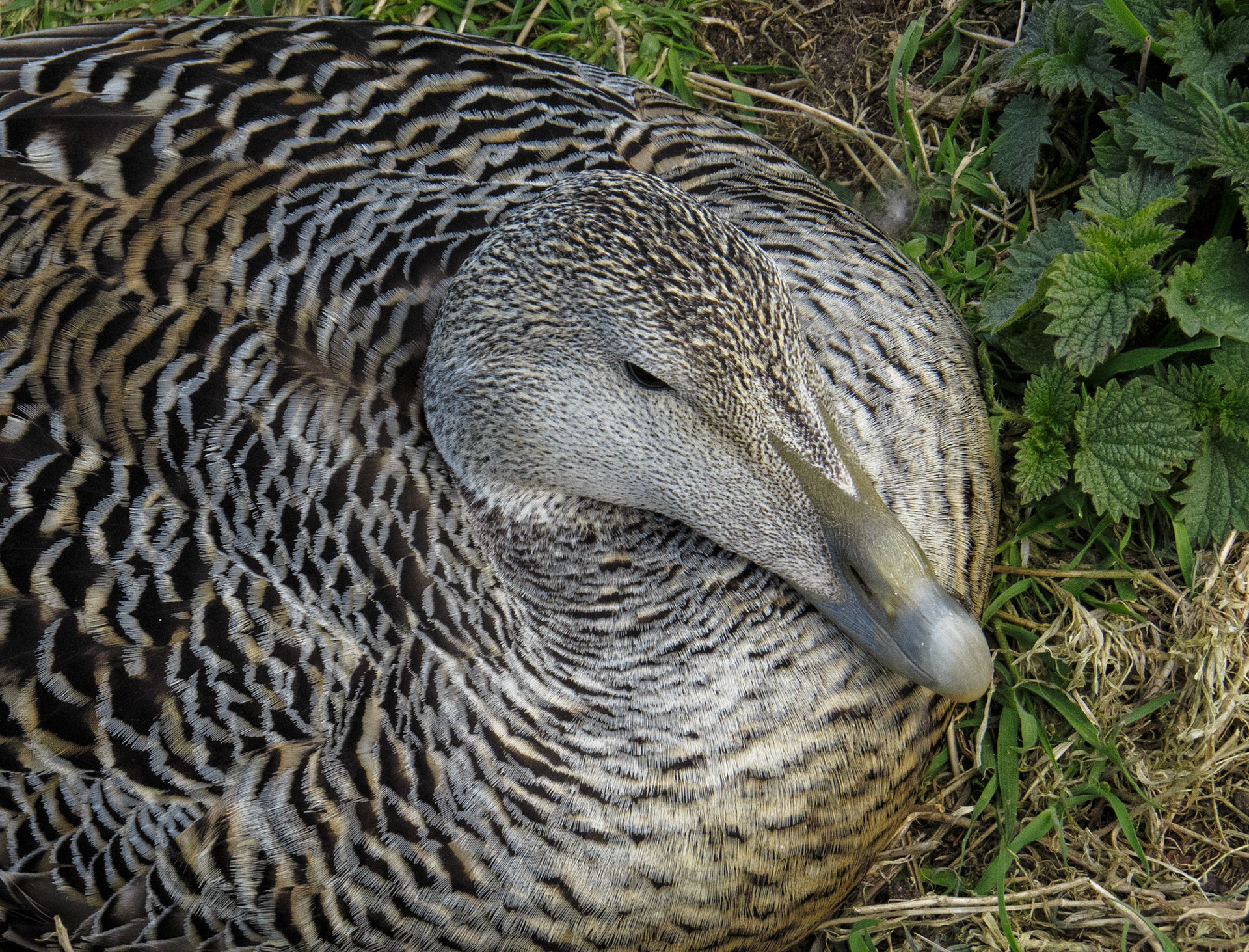 Eider duck nesting on Inner Farne, 2022