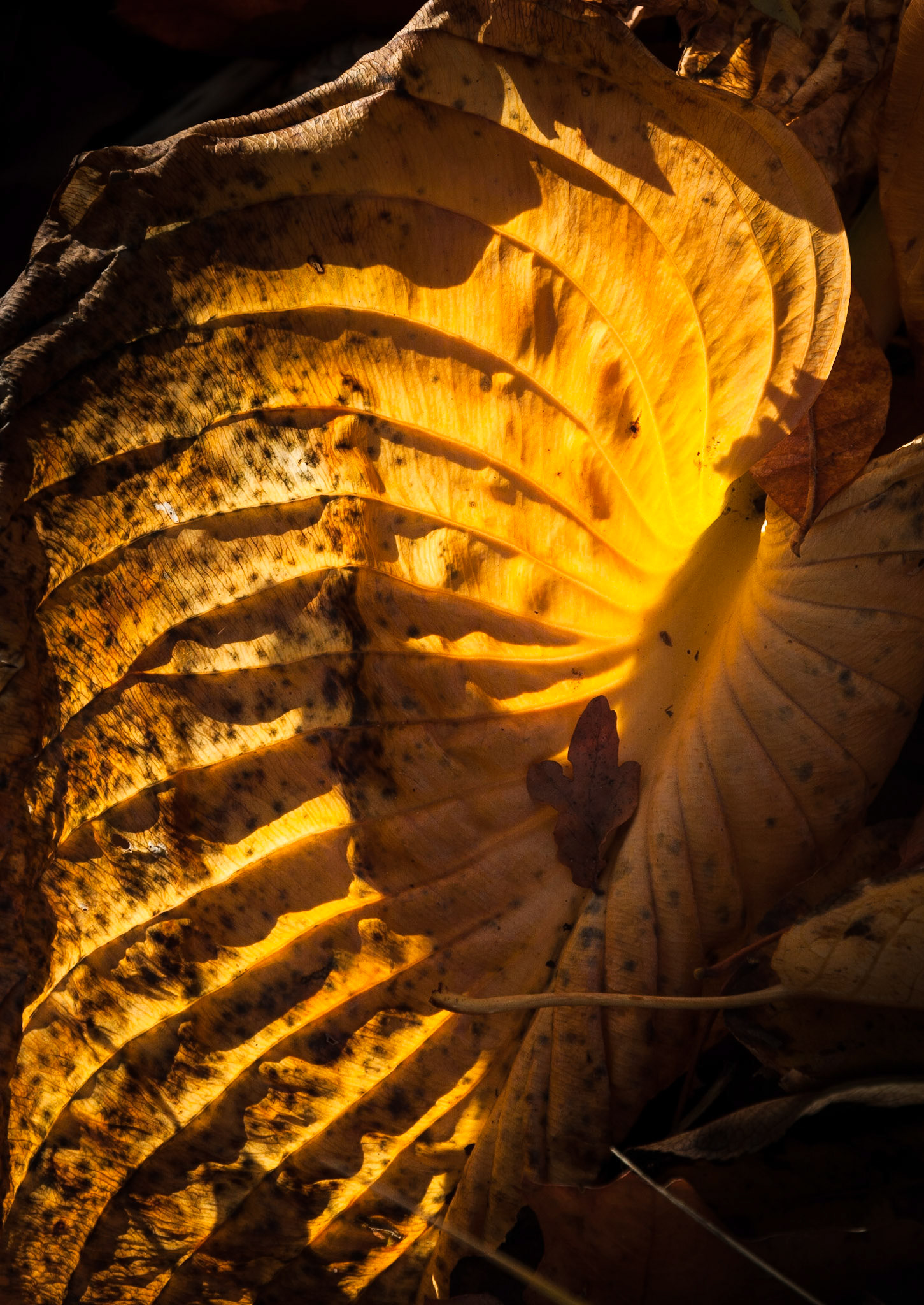 Royal Botanic Garden, Edinburgh, 2013