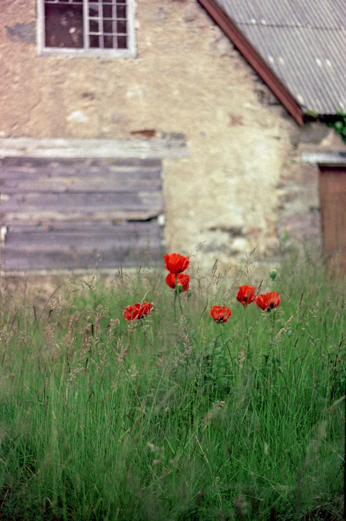 Poppies, 1974