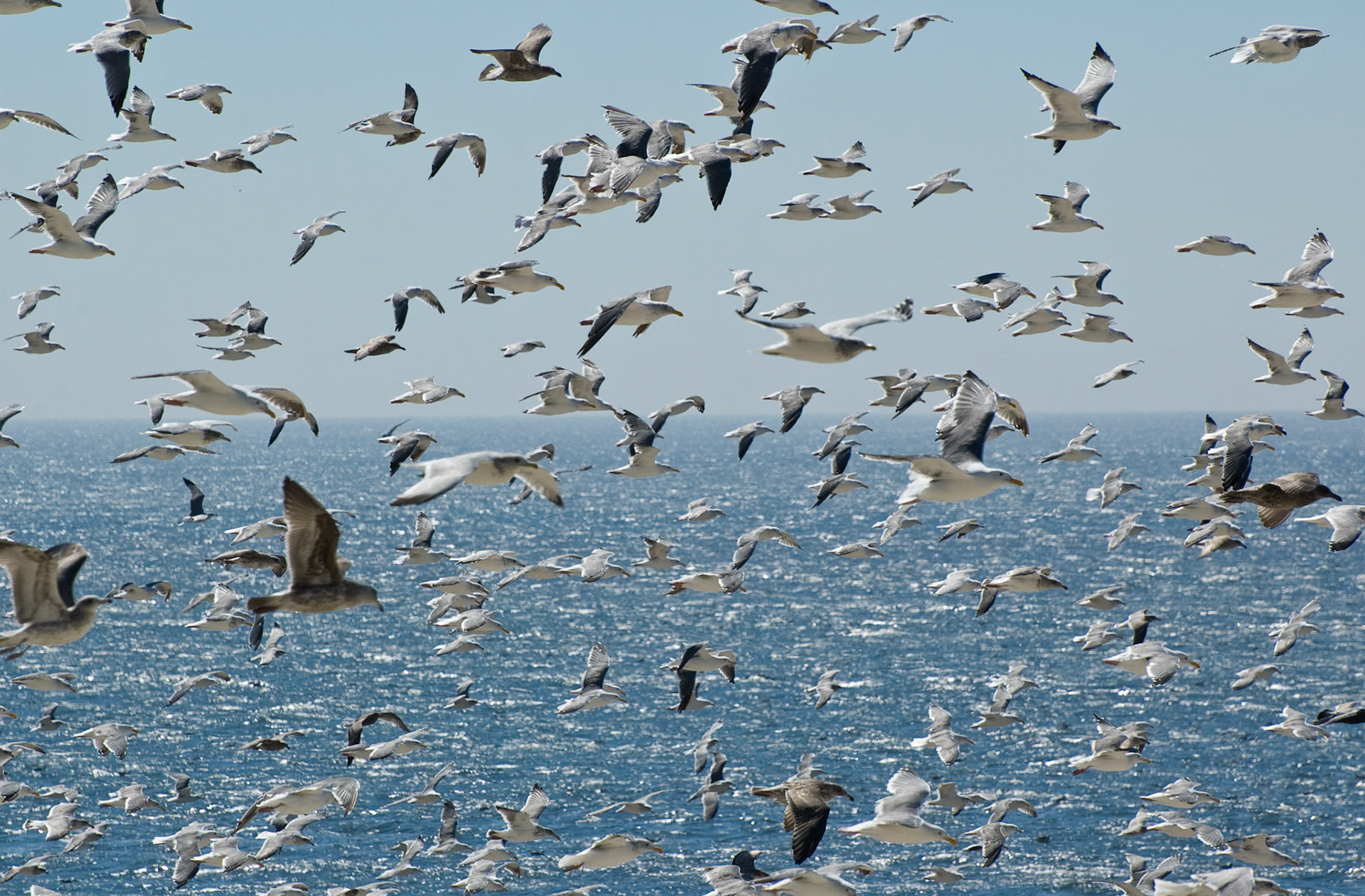 Seagulls, Half Moon Bay, California, September 2007