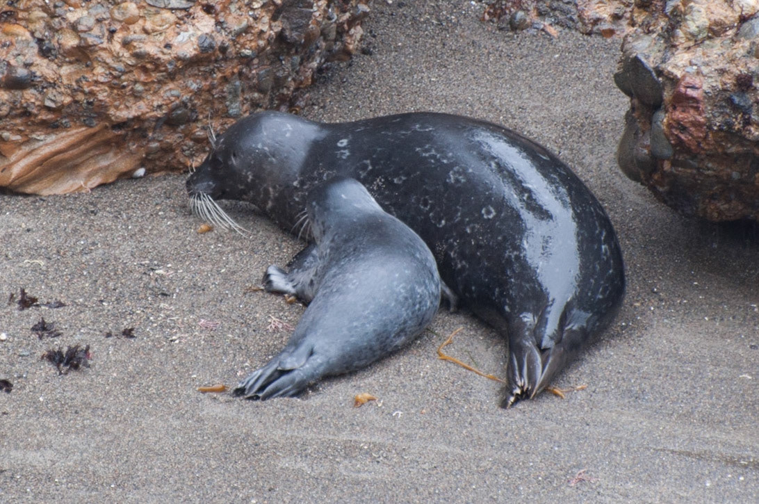 Seal and pup, Point Lobos, California, 2012