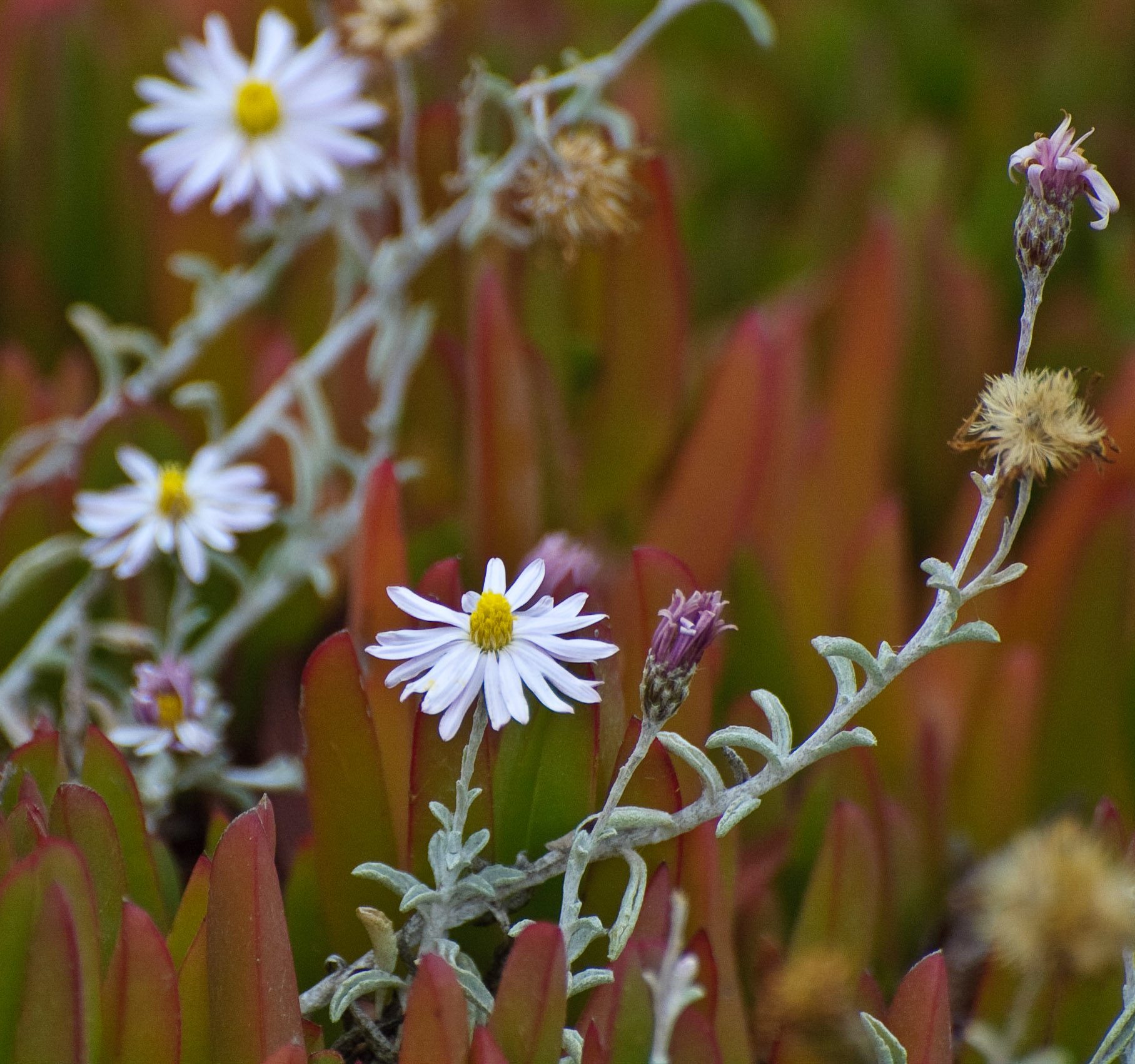 Point Lobos, California, 2008