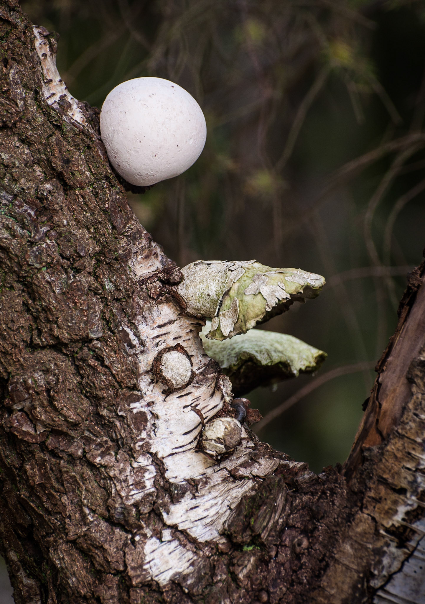 Fungal growth on tree, the Trossachs, 2012