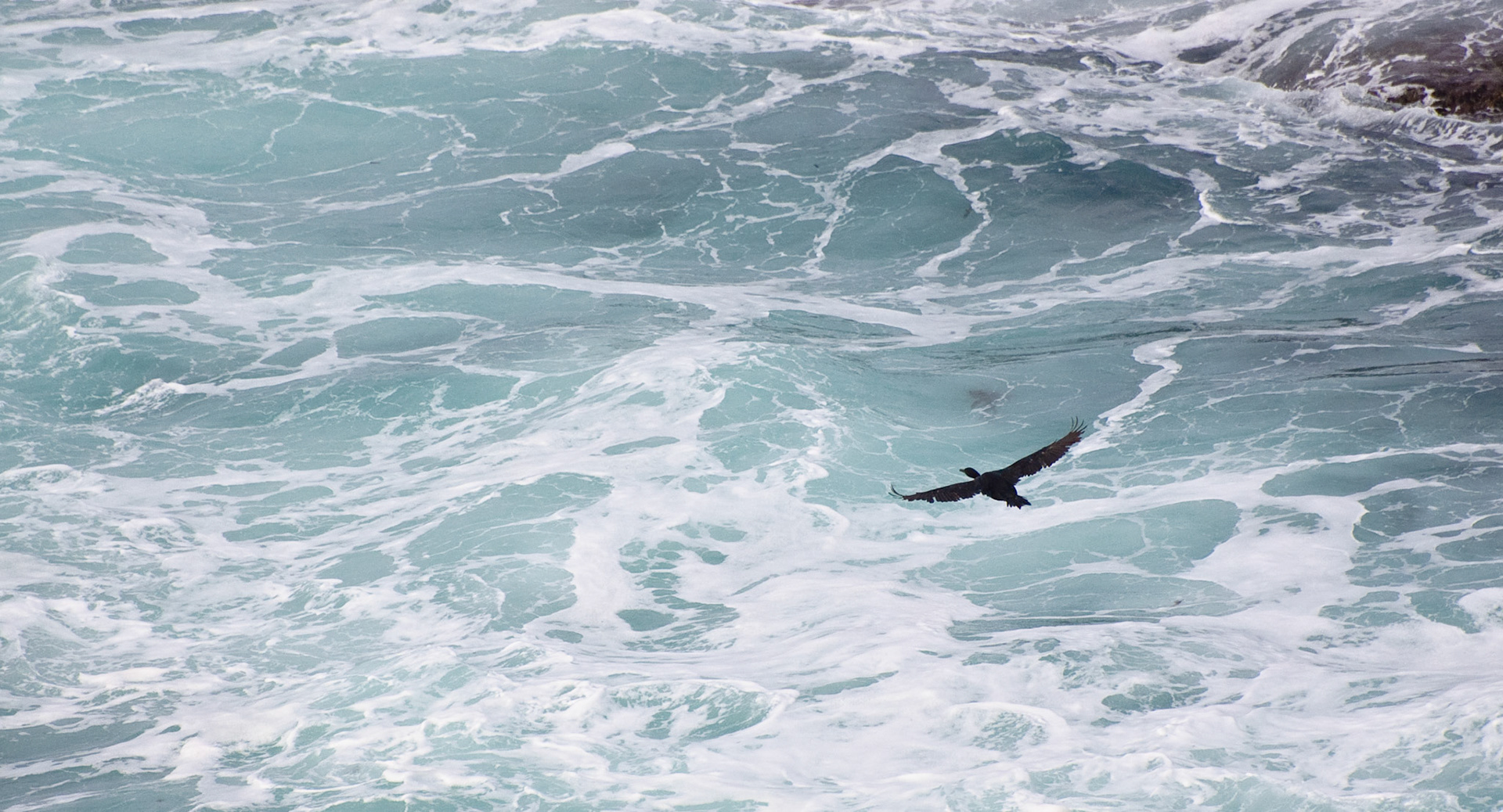Point Lobos, California, 2009