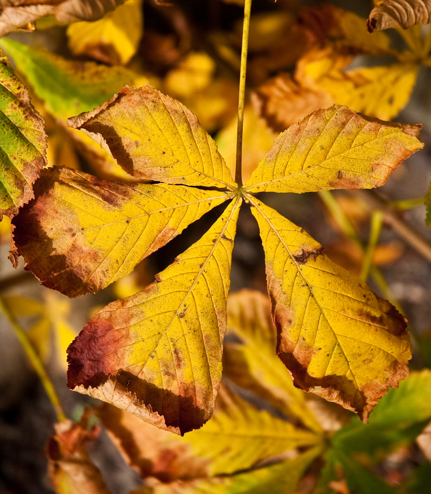 Autumn leaves, Lasswade, 2009