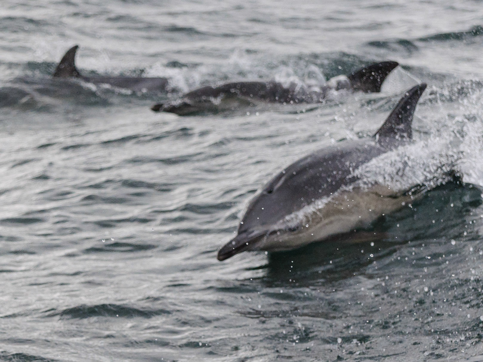 Dolphins, Isle of Skye, 2014