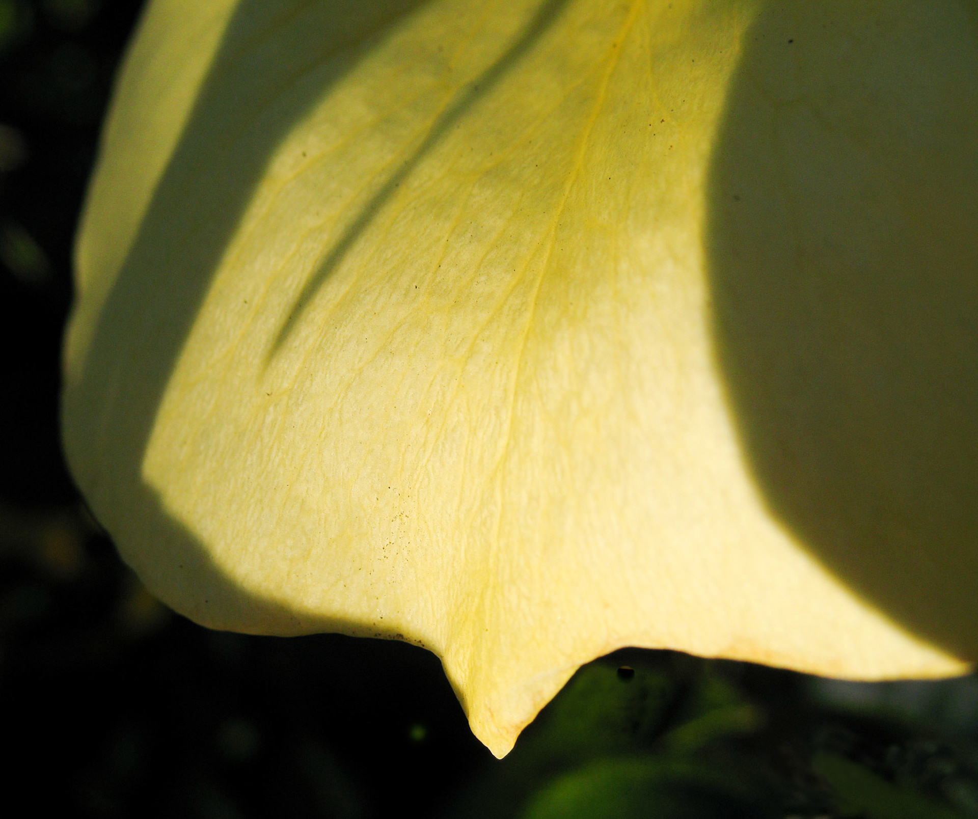 Yellow rose, Dana Avenue, San Jose, California, April 2007