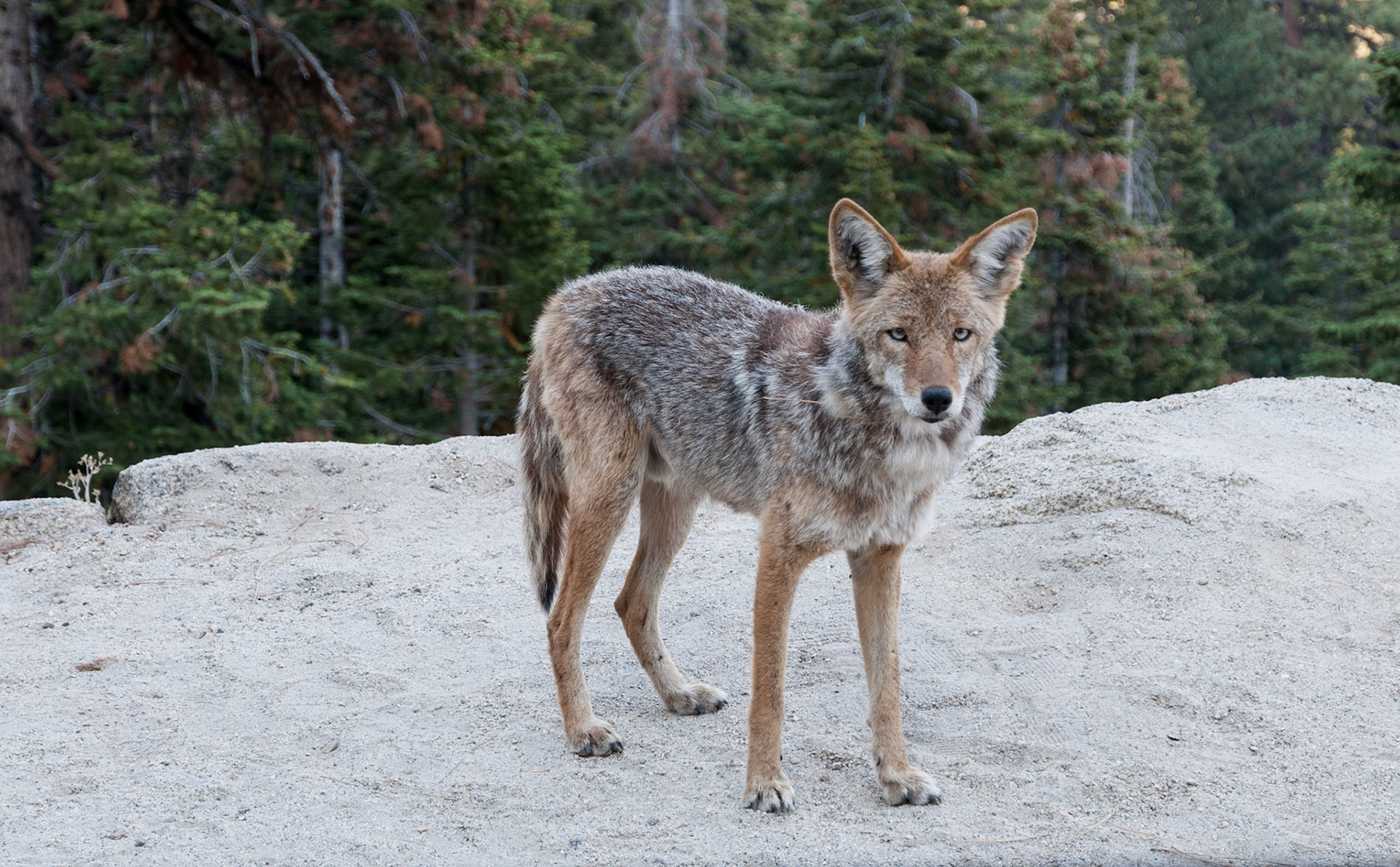 Coyote, Yosemite National Park, Calfornia, 2013