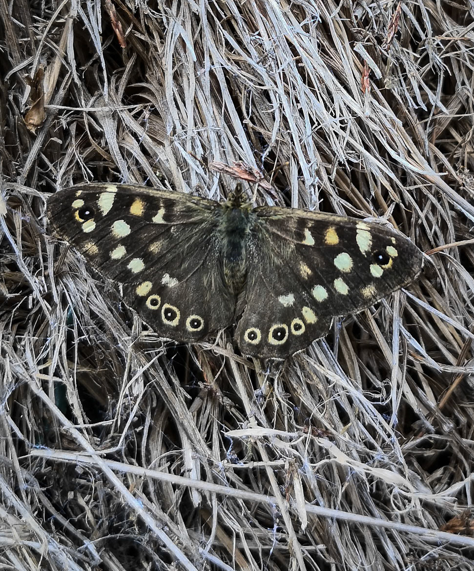 Butterfly, King George V Park, Bonnyrigg, 2020