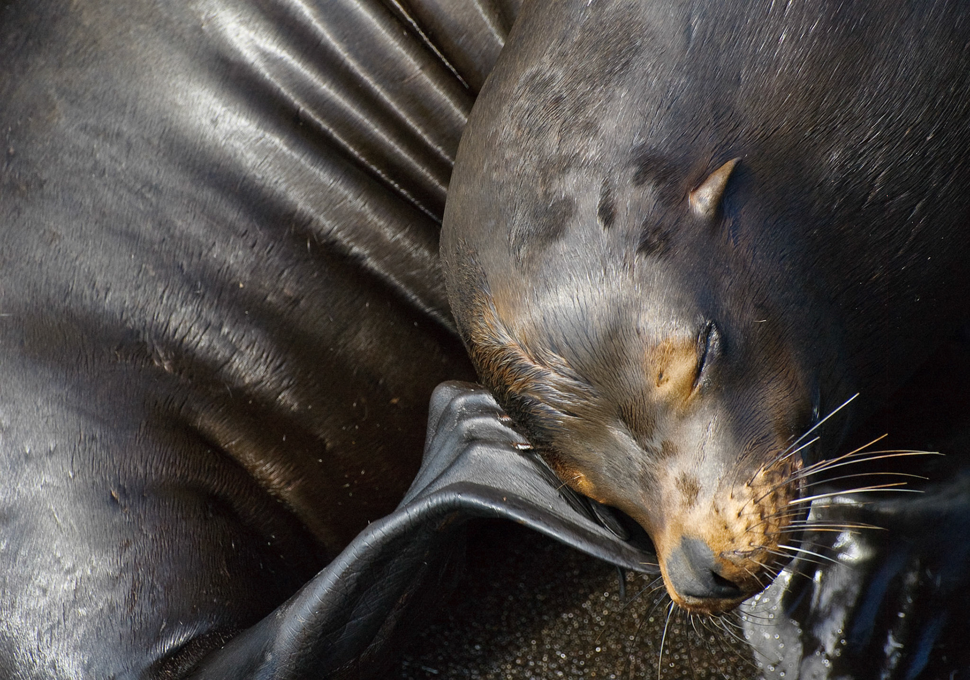 Sea Lion. Morro Bay, California, 2008
