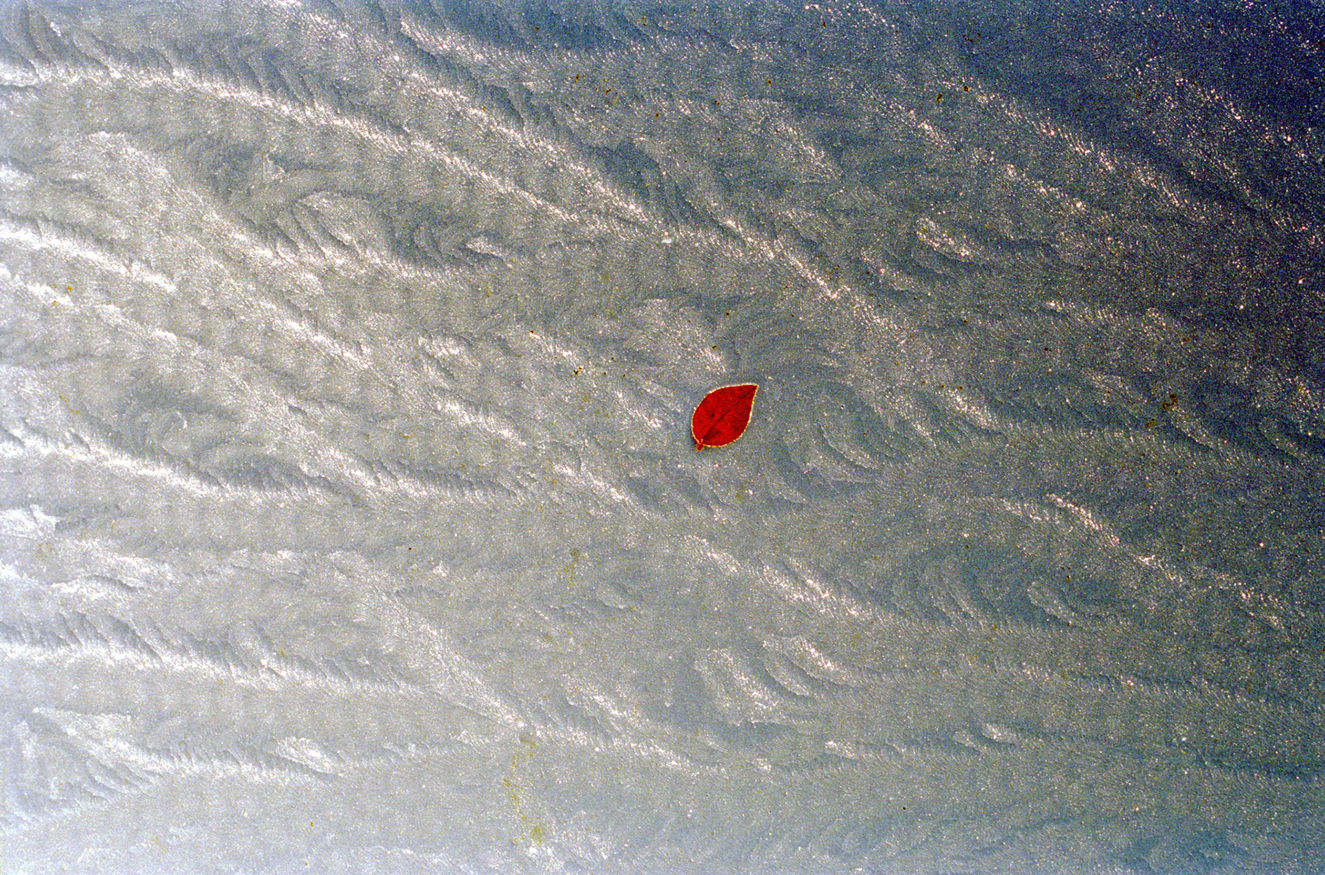 Leaf in ice, Broomieknowe, Lasswade, Midlothian, 1995