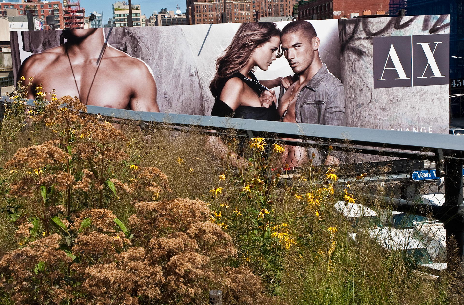 Wildflowers and billboards, the High Line, New York, 2009
