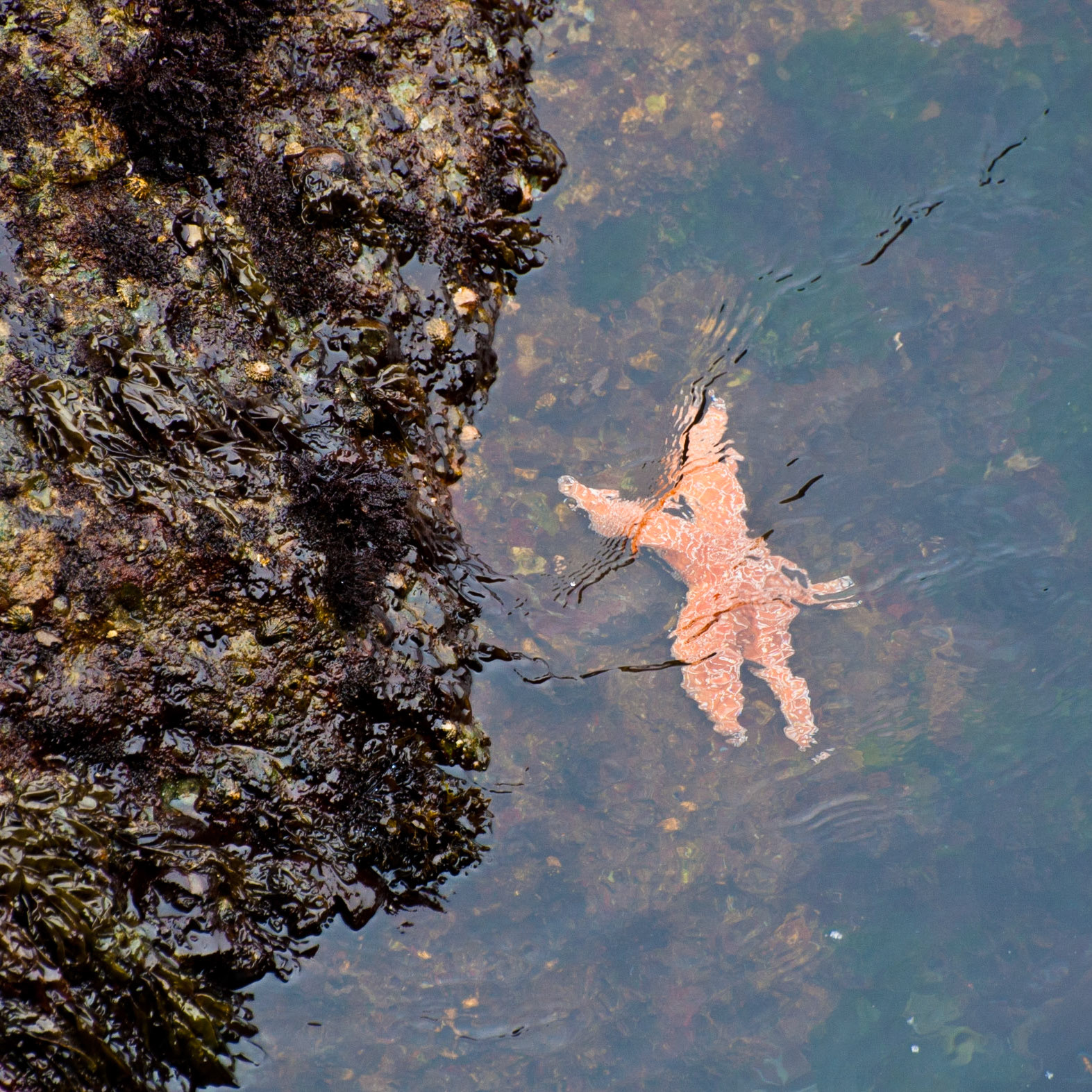 Starfish, Point Lobos, California, 2010