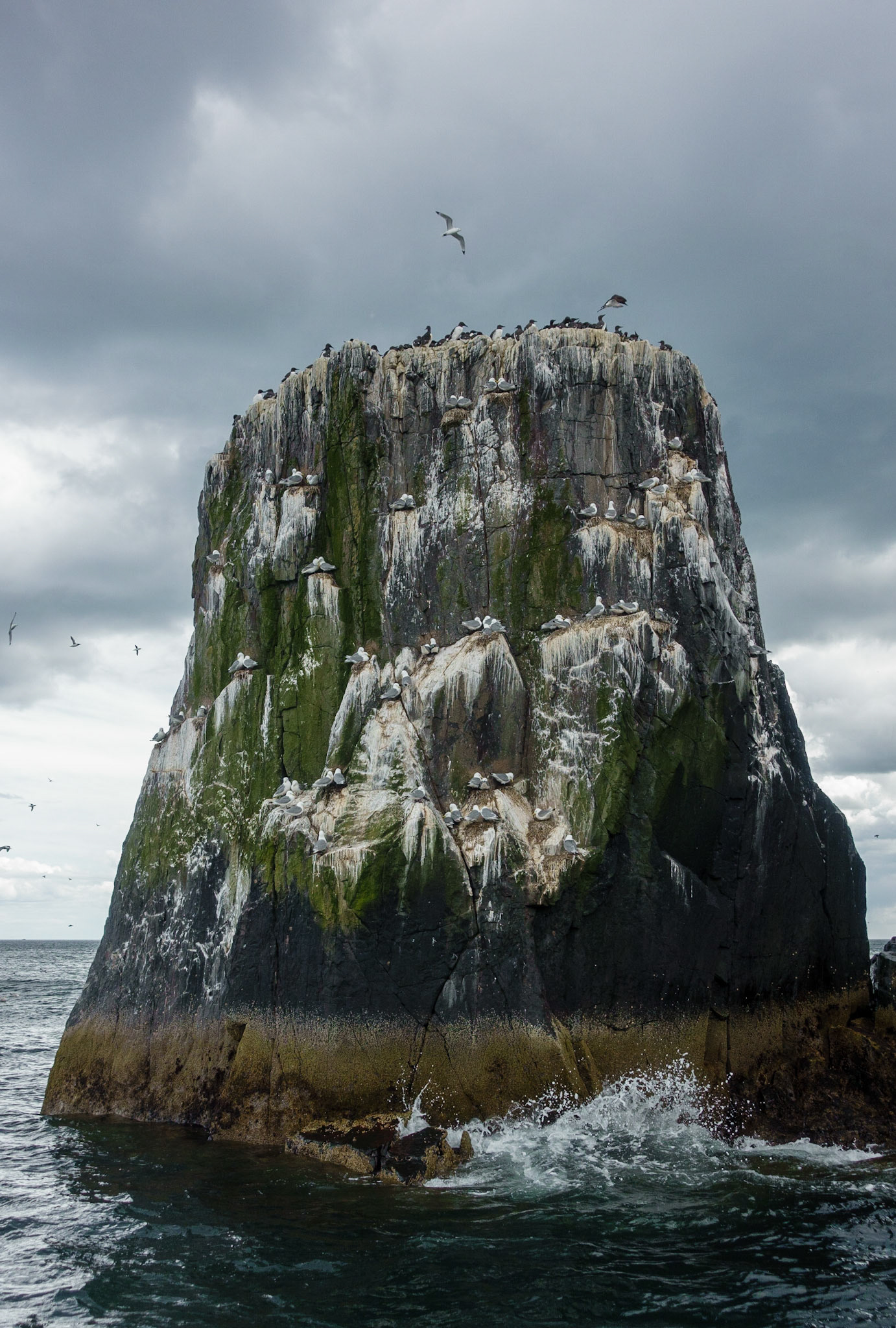 Birds on Staple Island, 2022