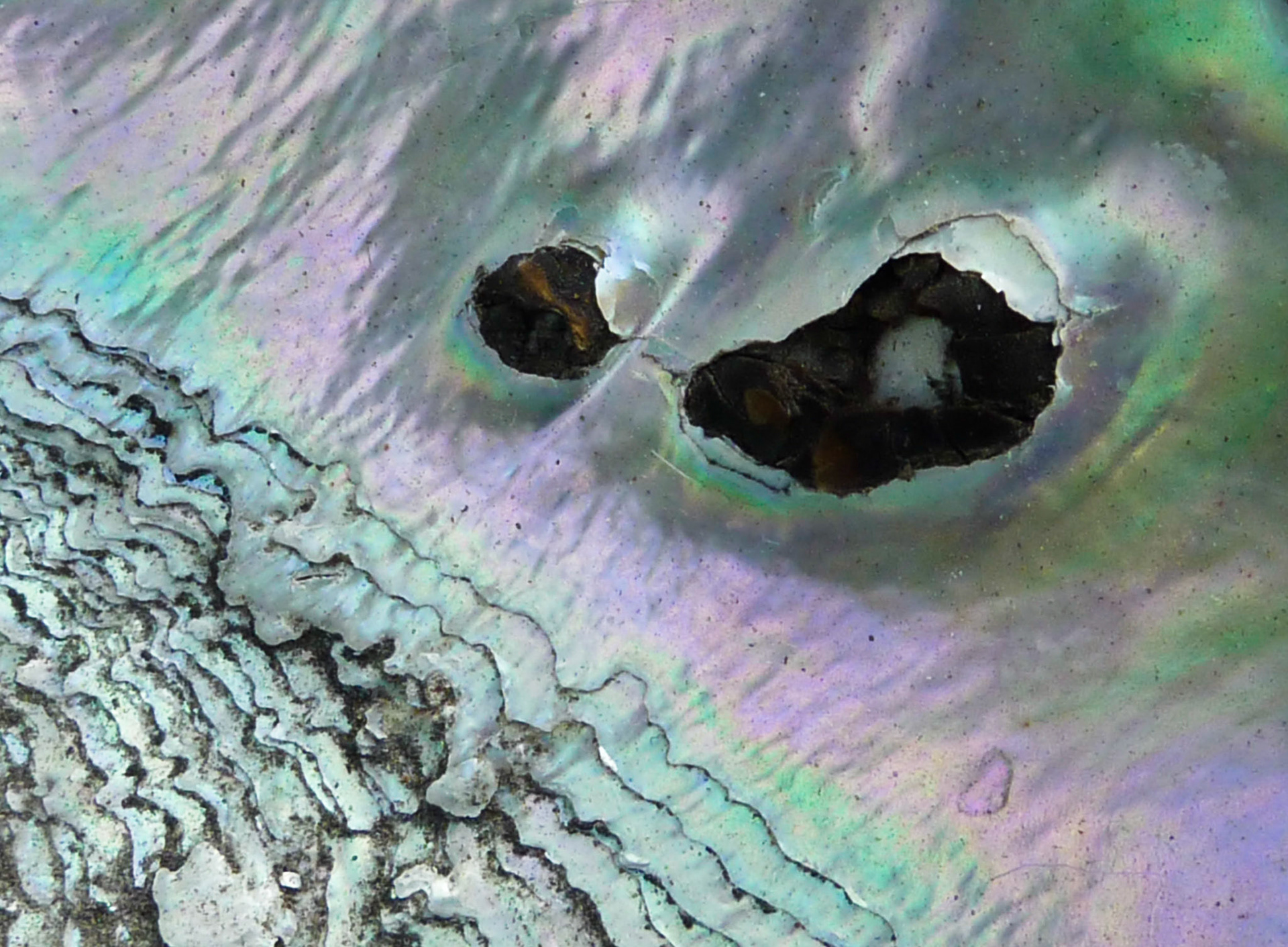 Abalone shell, Dana Avenue, San Jose, California, 2009